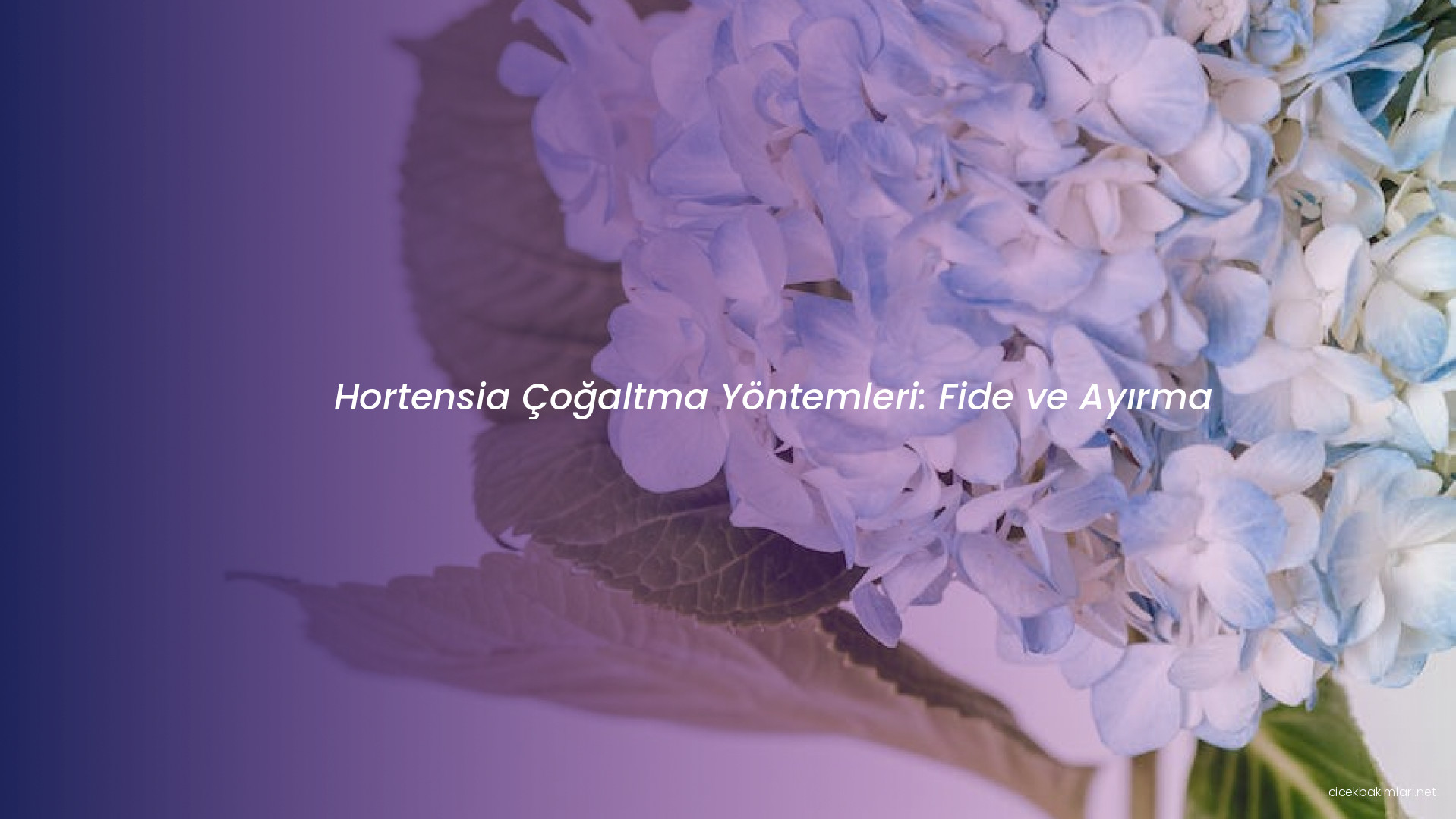Hortensia Çoğaltma Yöntemleri: Fide ve Ayırma