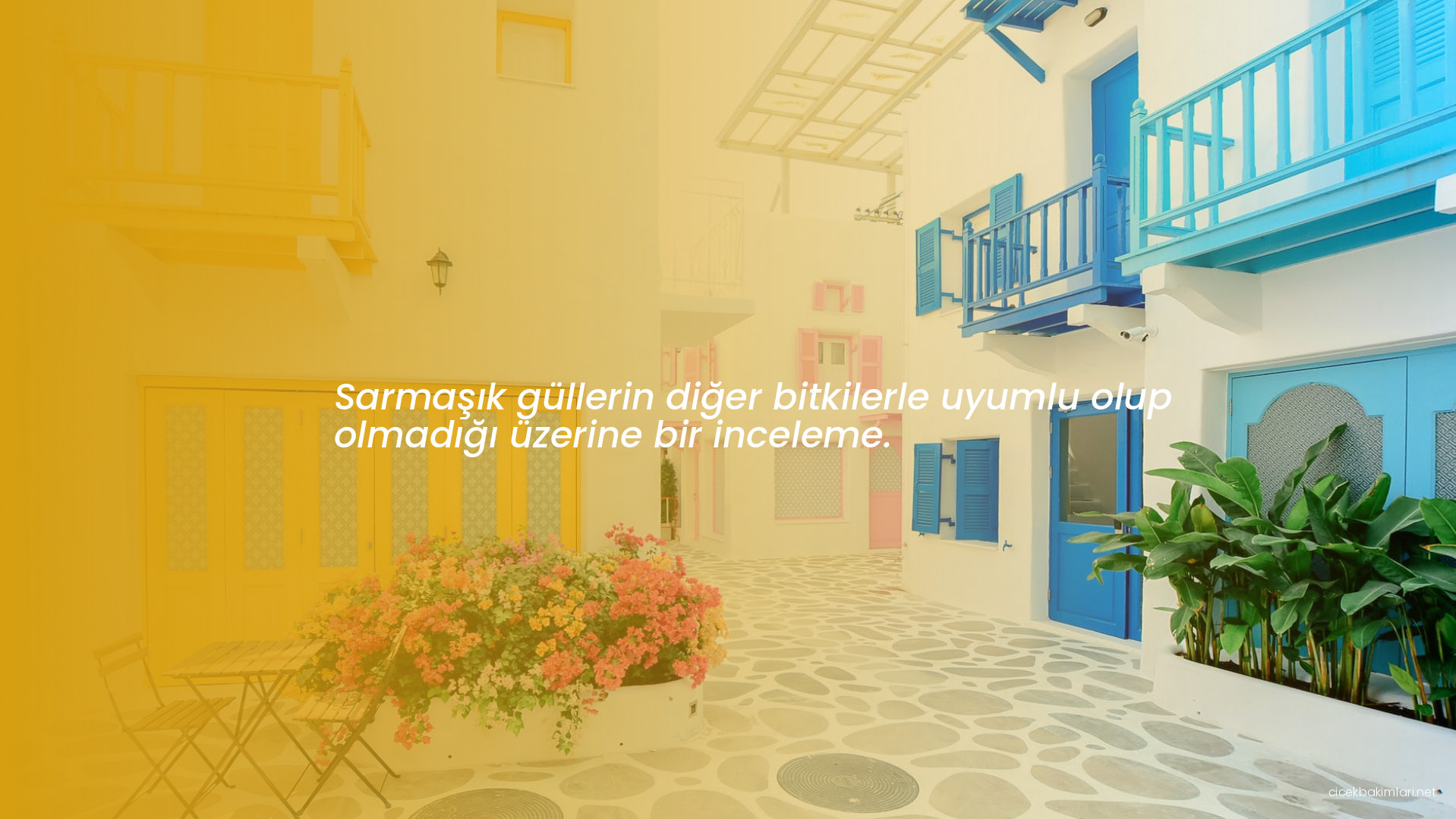 Sarmaşık güllerin diğer bitkilerle uyumlu olup olmadığı üzerine bir inceleme.