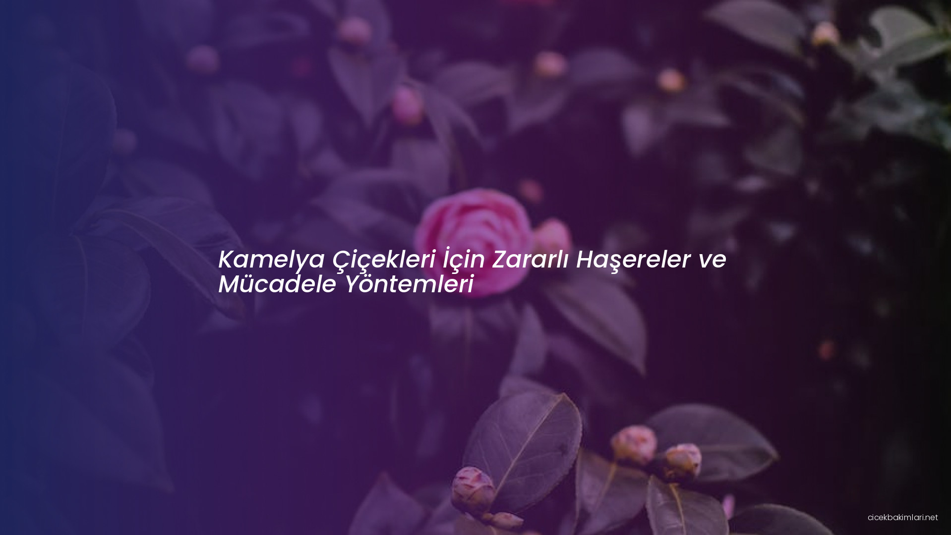 Kamelya Çiçekleri İçin Zararlı Haşereler ve Mücadele Yöntemleri