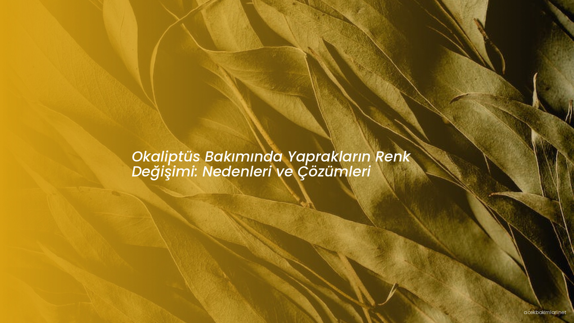 Okaliptüs Bakımında Yaprakların Renk Değişimi: Nedenleri ve Çözümleri