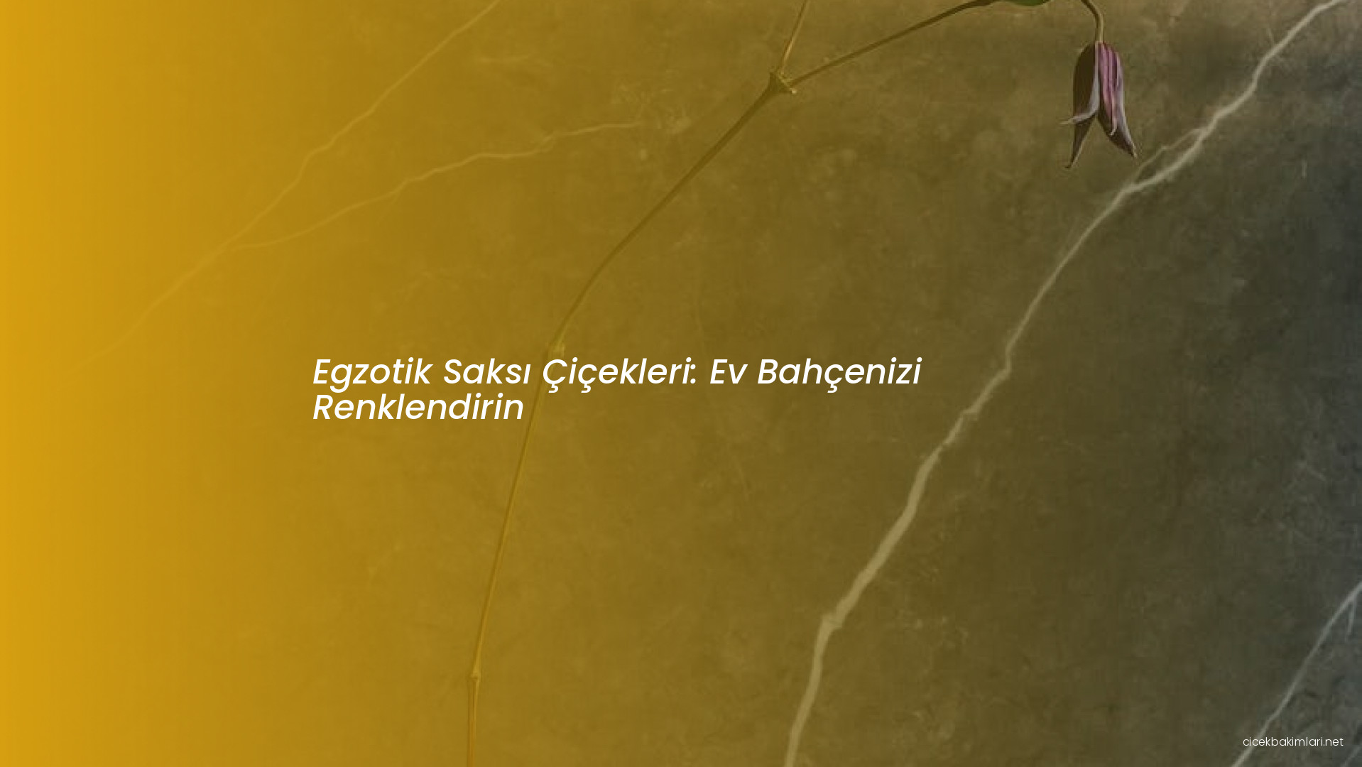 Egzotik Saksı Çiçekleri: Ev Bahçenizi Renklendirin