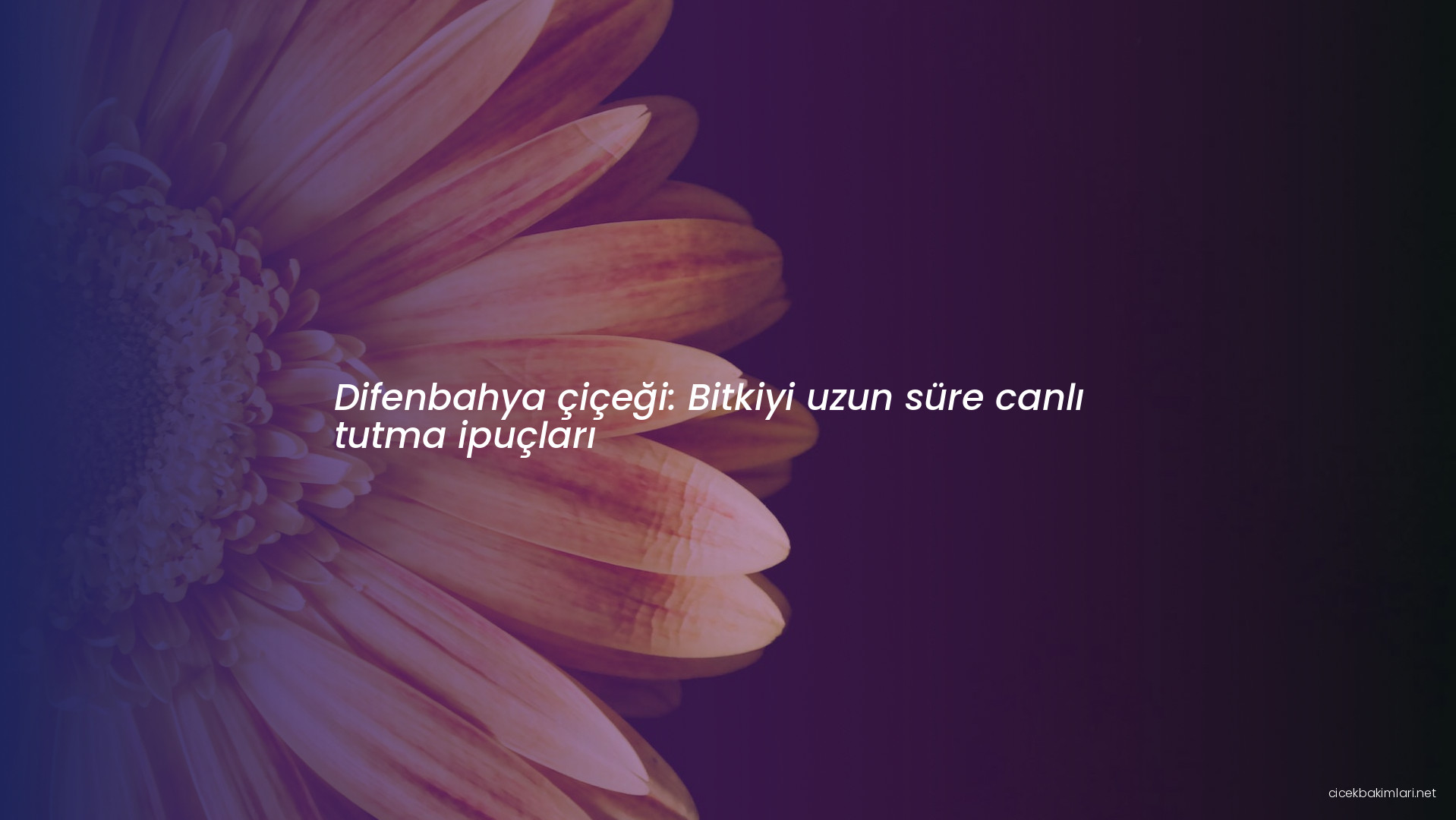 Difenbahya çiçeği: Bitkiyi uzun süre canlı tutma ipuçları