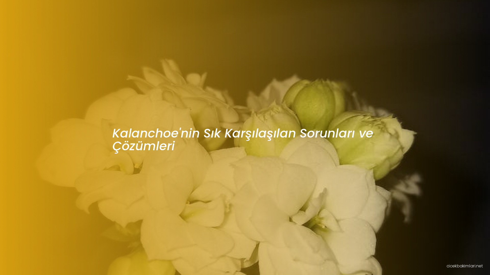 Kalanchoe'nin Sık Karşılaşılan Sorunları ve Çözümleri