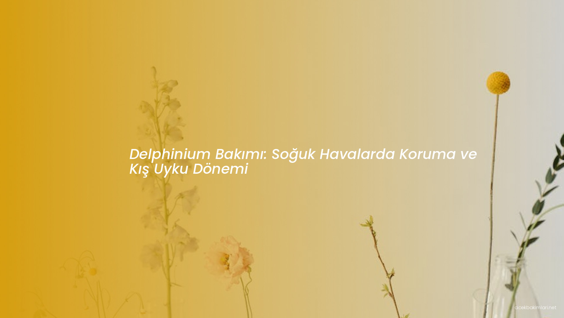 Delphinium Bakımı: Soğuk Havalarda Koruma ve Kış Uyku Dönemi