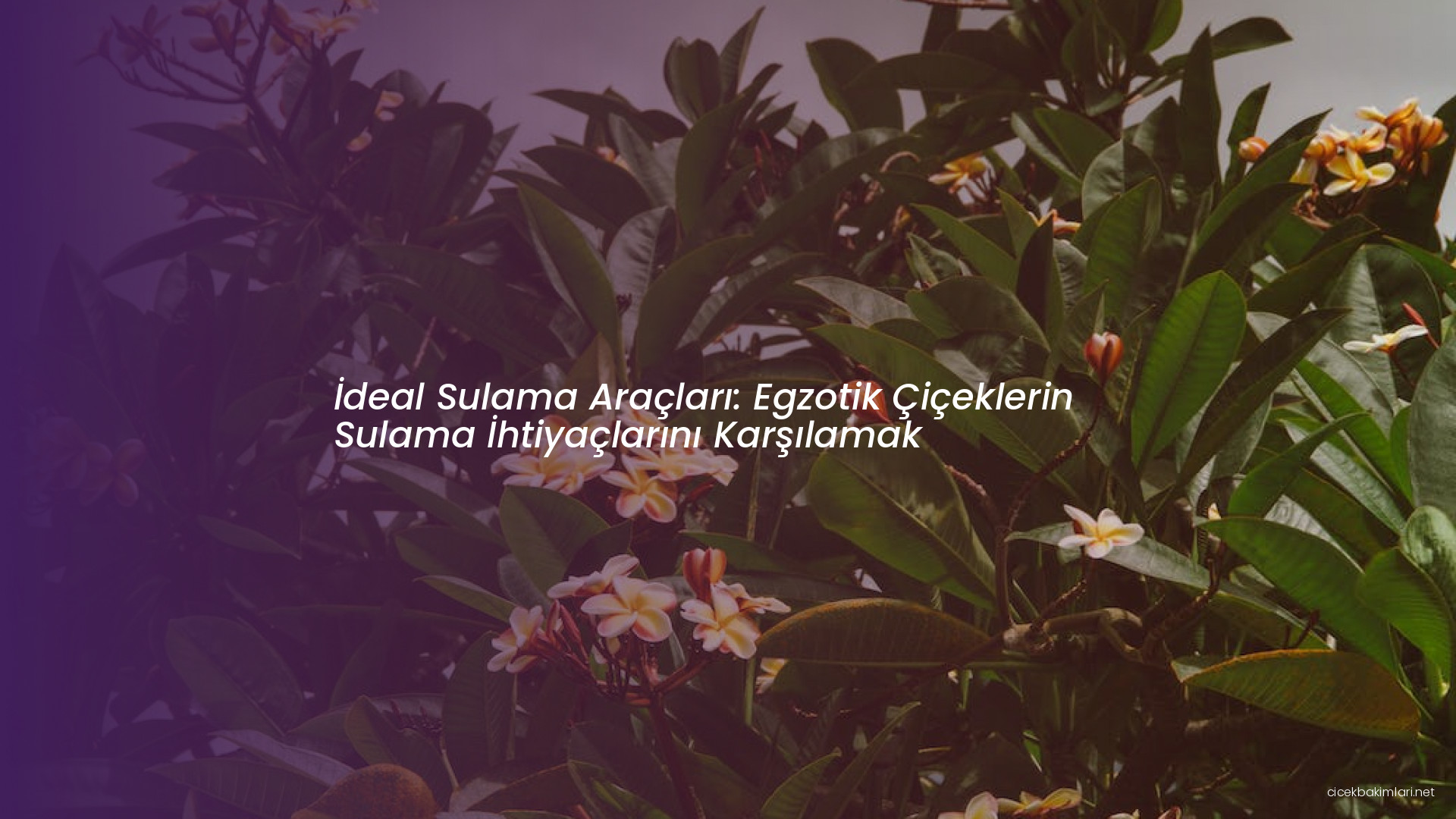 İdeal Sulama Araçları: Egzotik Çiçeklerin Sulama İhtiyaçlarını Karşılamak