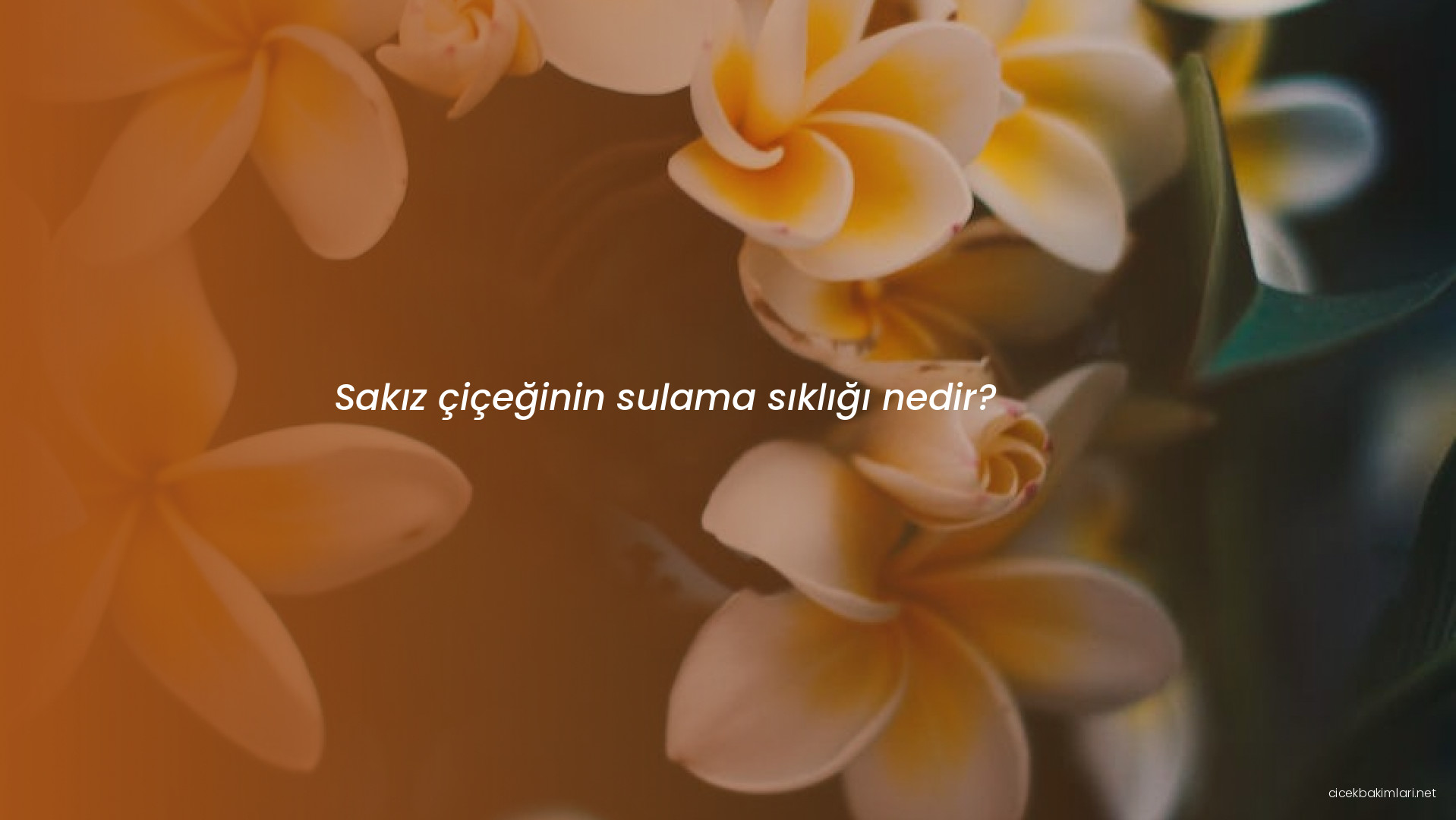 Sakız çiçeğinin sulama sıklığı nedir?