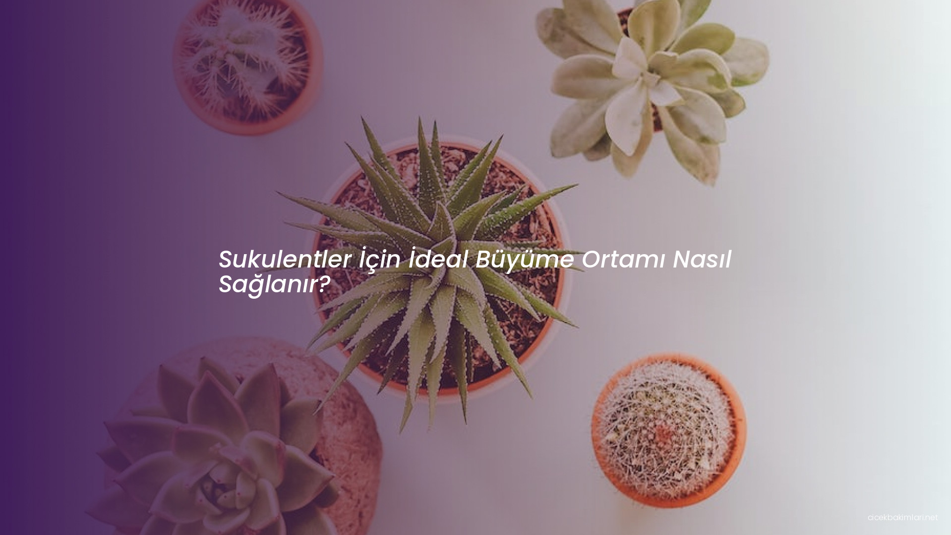 Sukulentler İçin İdeal Büyüme Ortamı Nasıl Sağlanır?