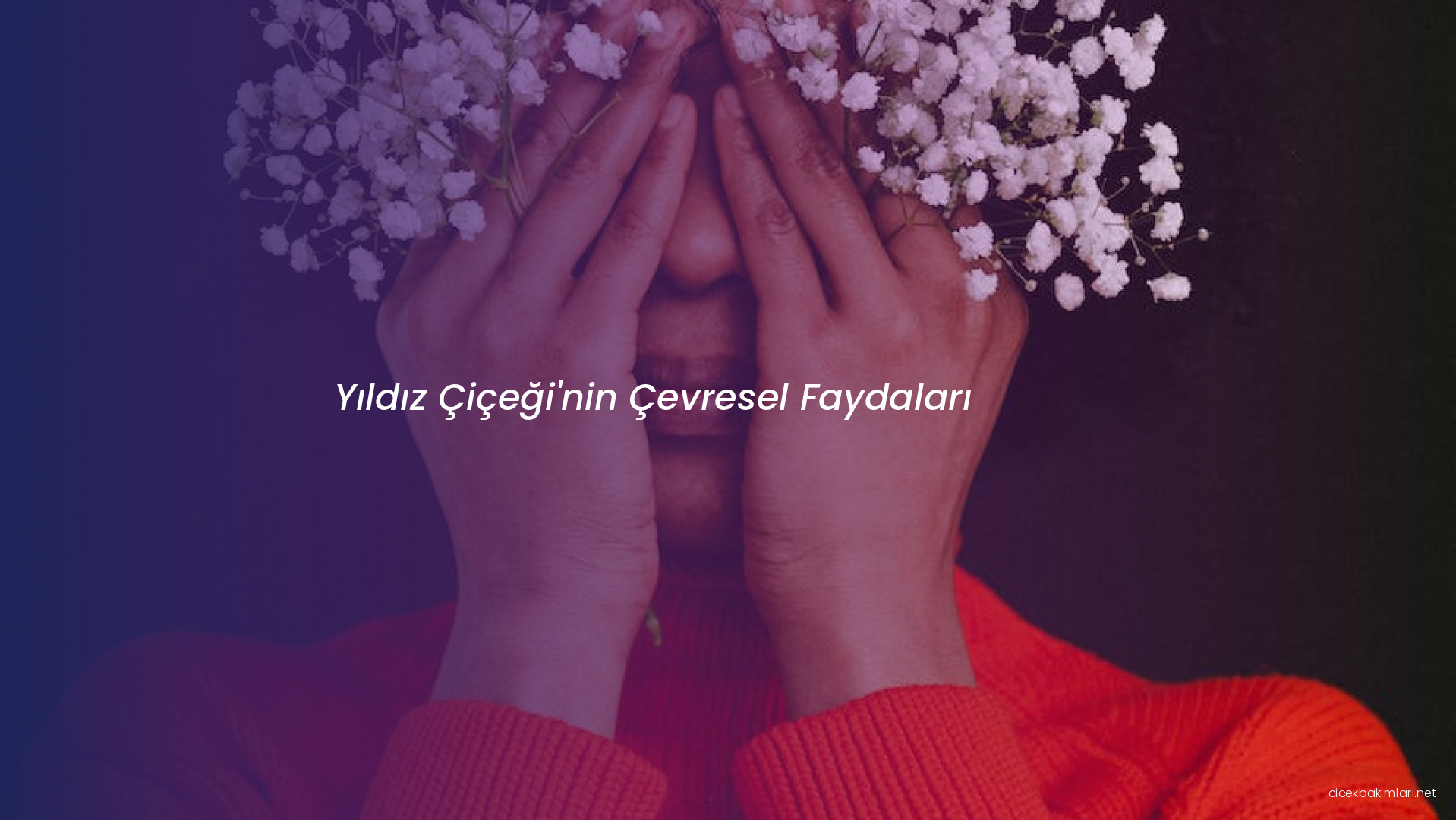 Yıldız Çiçeği'nin Çevresel Faydaları