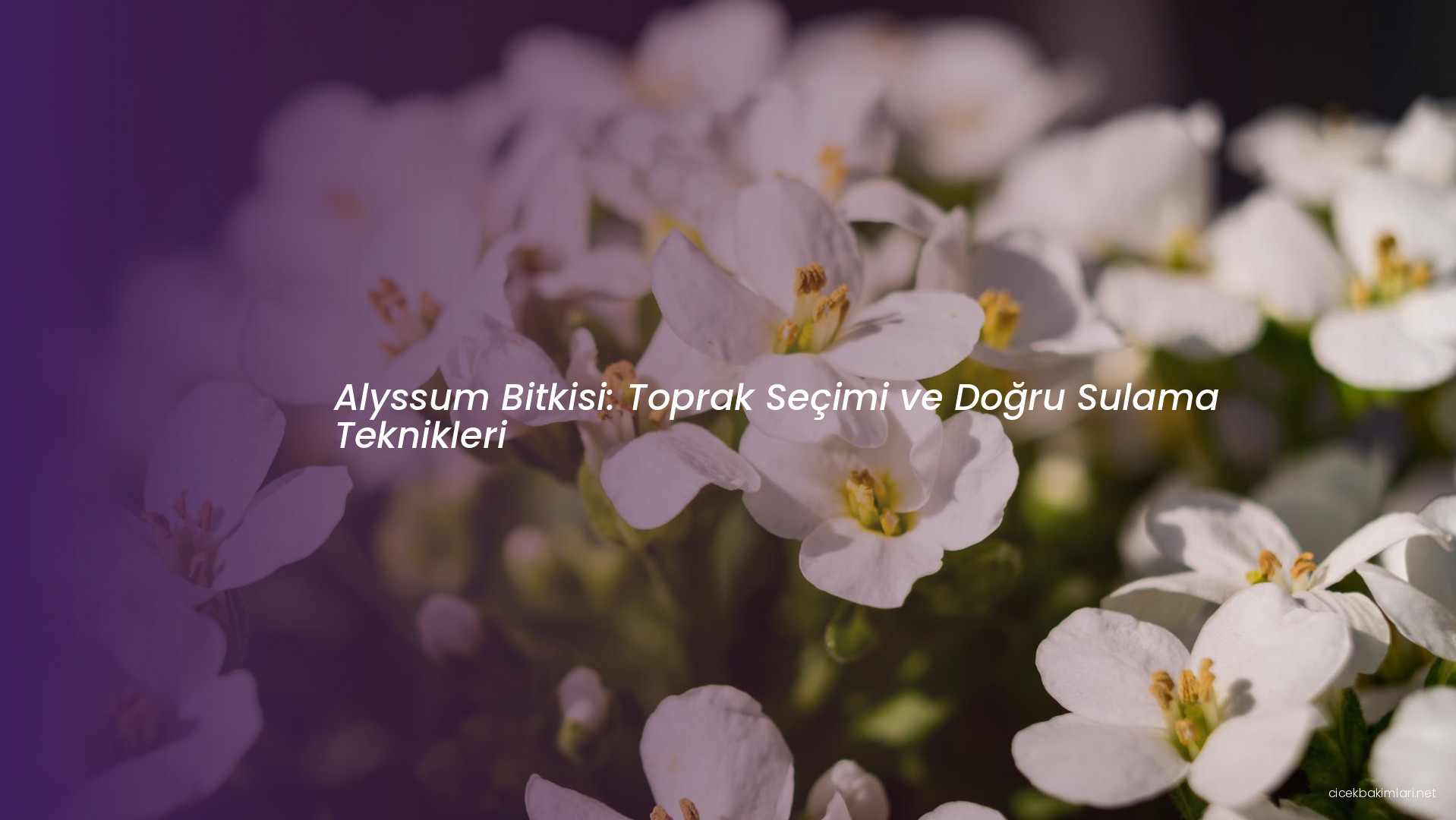 Alyssum Bitkisi: Toprak Seçimi ve Doğru Sulama Teknikleri