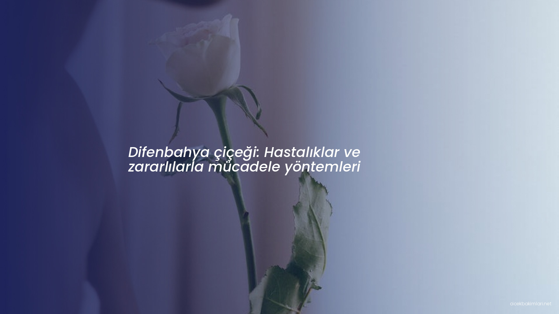 Difenbahya çiçeği: Hastalıklar ve zararlılarla mücadele yöntemleri