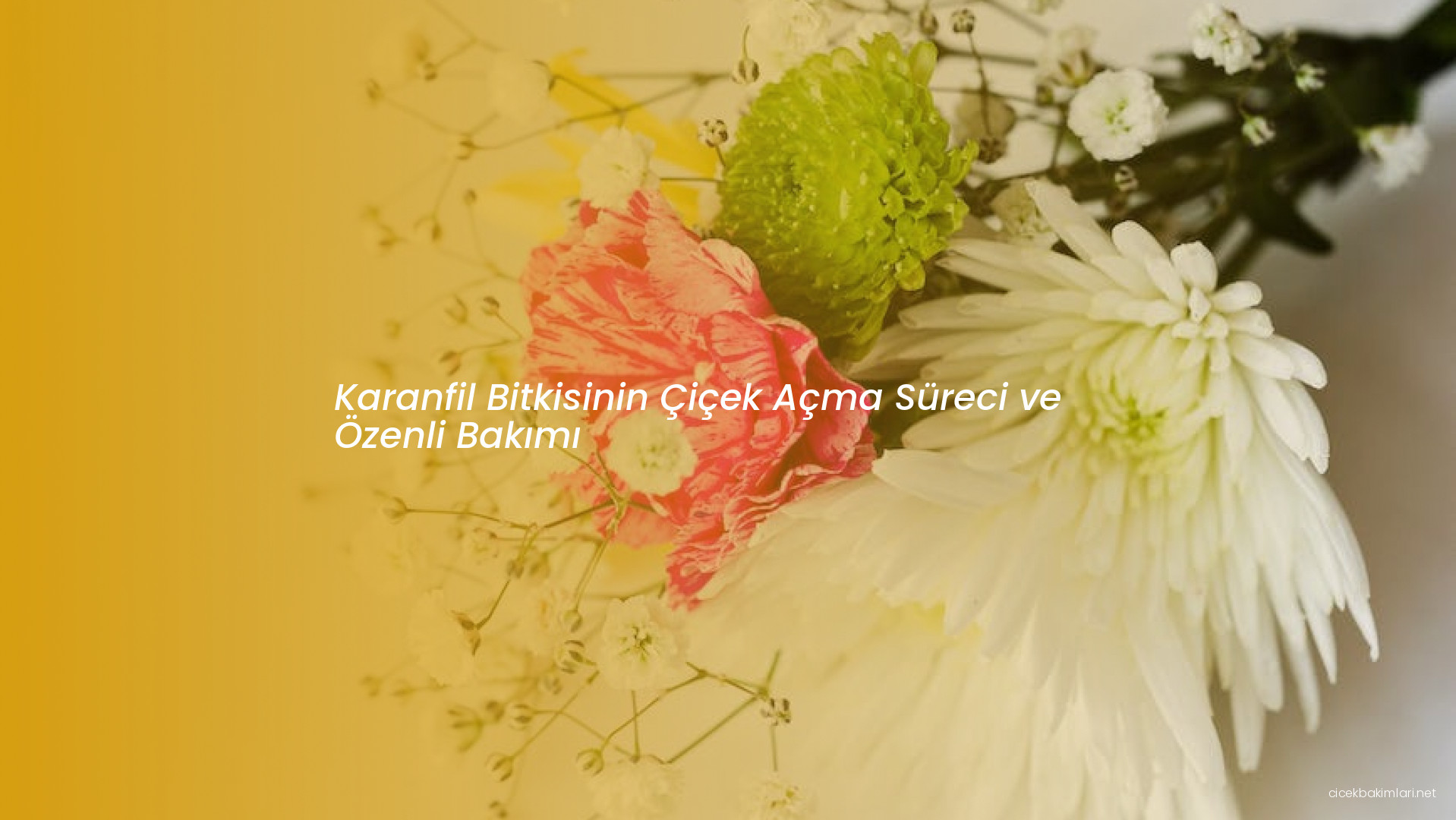 Karanfil Bitkisinin Çiçek Açma Süreci ve Özenli Bakımı