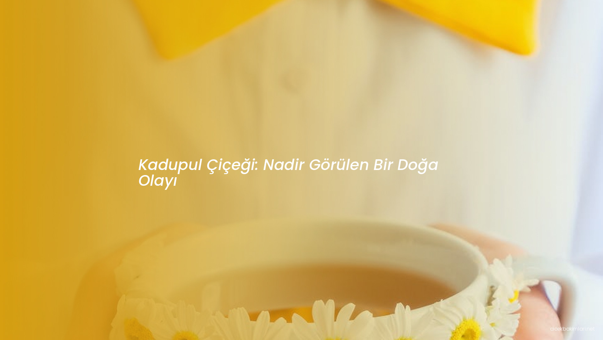 Kadupul Çiçeği: Nadir Görülen Bir Doğa Olayı