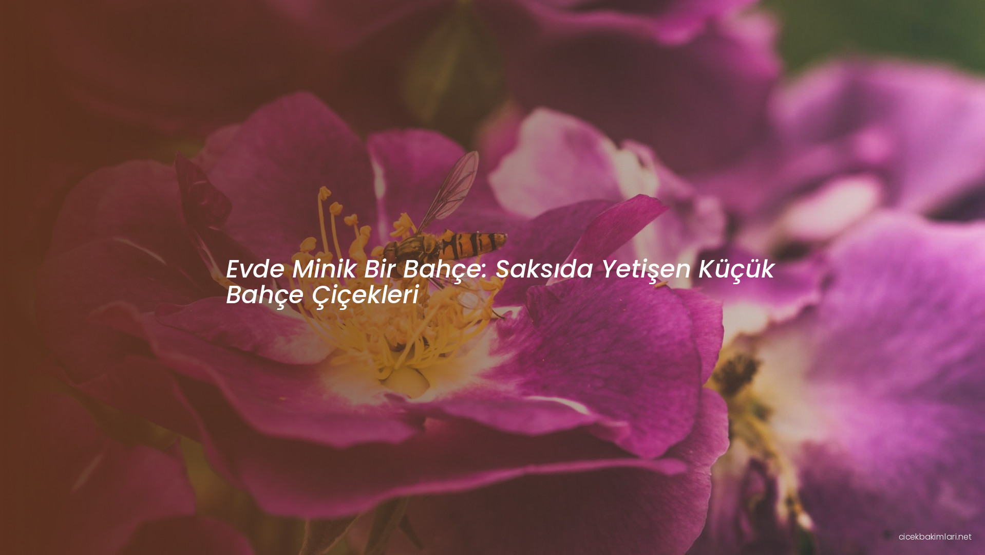 Evde Minik Bir Bahçe: Saksıda Yetişen Küçük Bahçe Çiçekleri