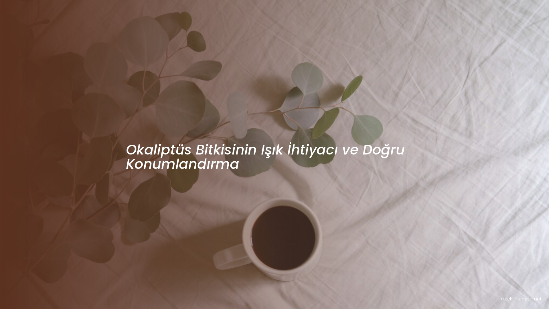 Okaliptüs Bitkisinin Işık İhtiyacı ve Doğru Konumlandırma