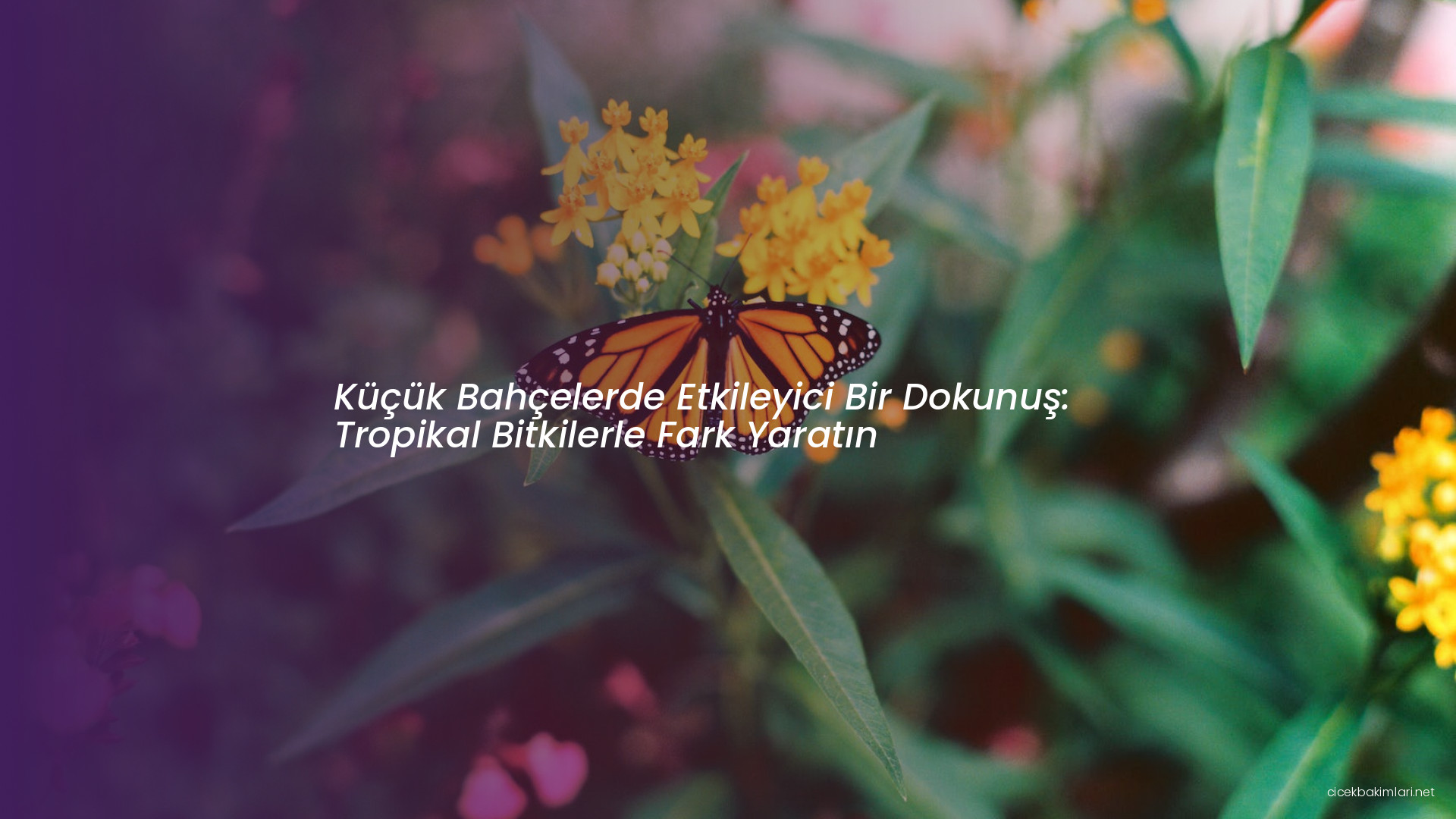 Küçük Bahçelerde Etkileyici Bir Dokunuş: Tropikal Bitkilerle Fark Yaratın