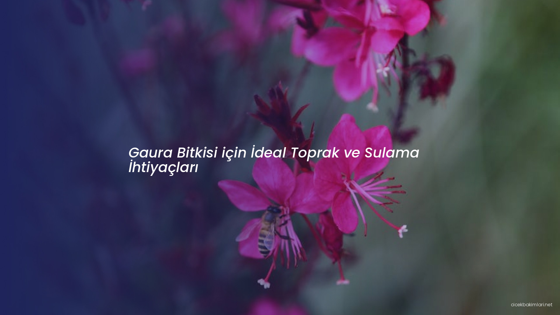 Gaura Bitkisi için İdeal Toprak ve Sulama İhtiyaçları
