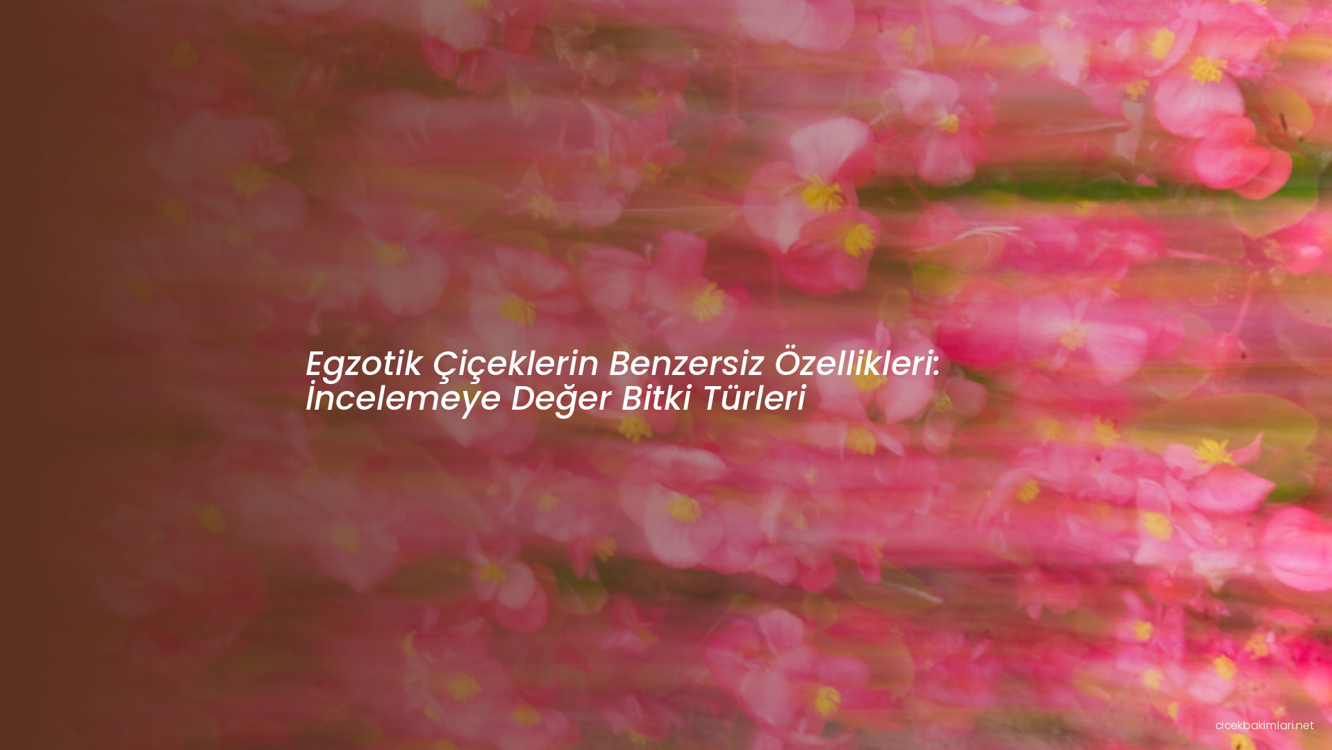 Egzotik Çiçeklerin Benzersiz Özellikleri: İncelemeye Değer Bitki Türleri