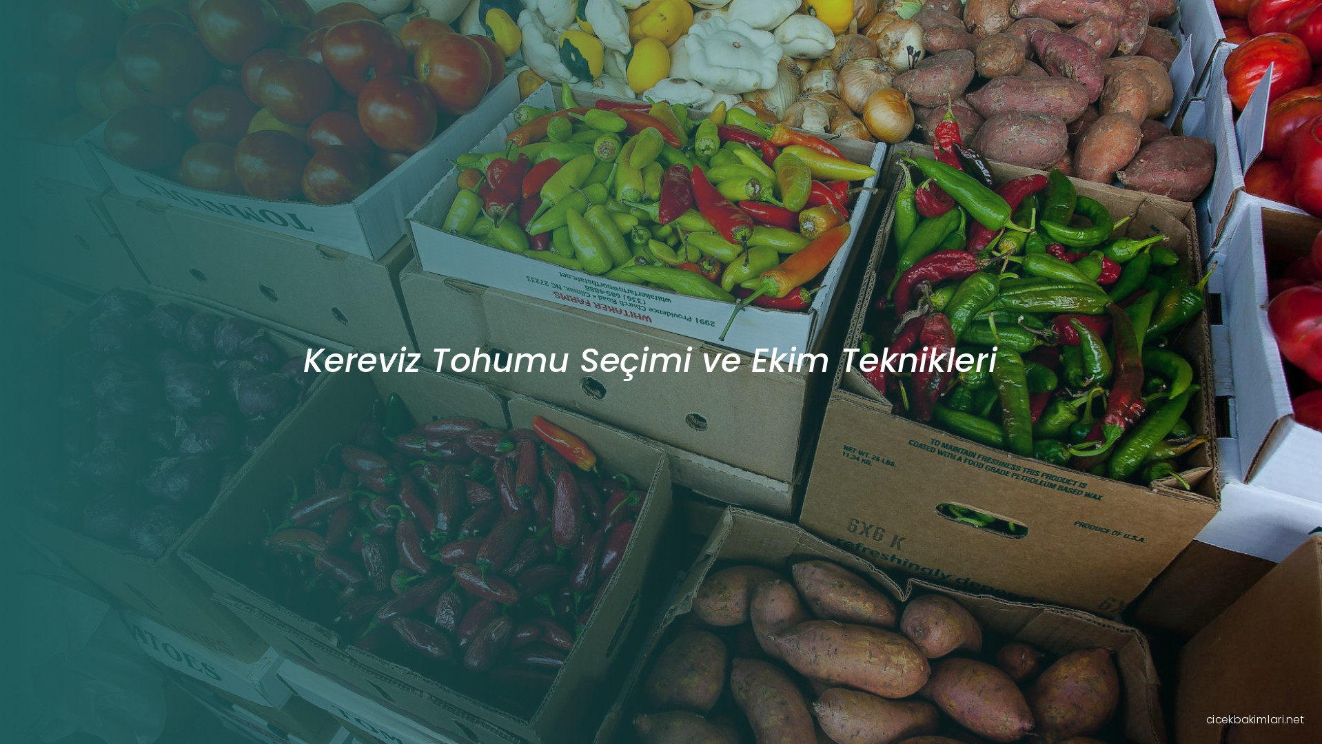 Kereviz Tohumu Seçimi ve Ekim Teknikleri