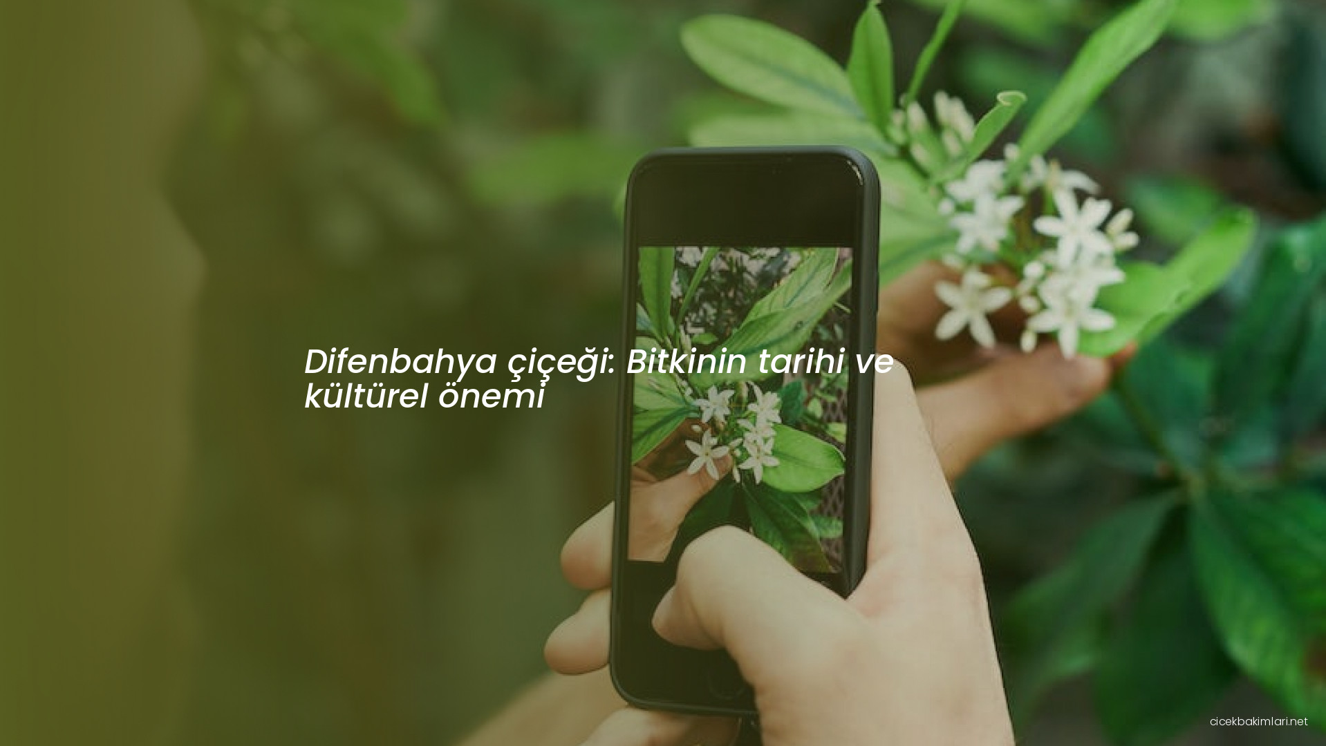 Difenbahya çiçeği: Bitkinin tarihi ve kültürel önemi