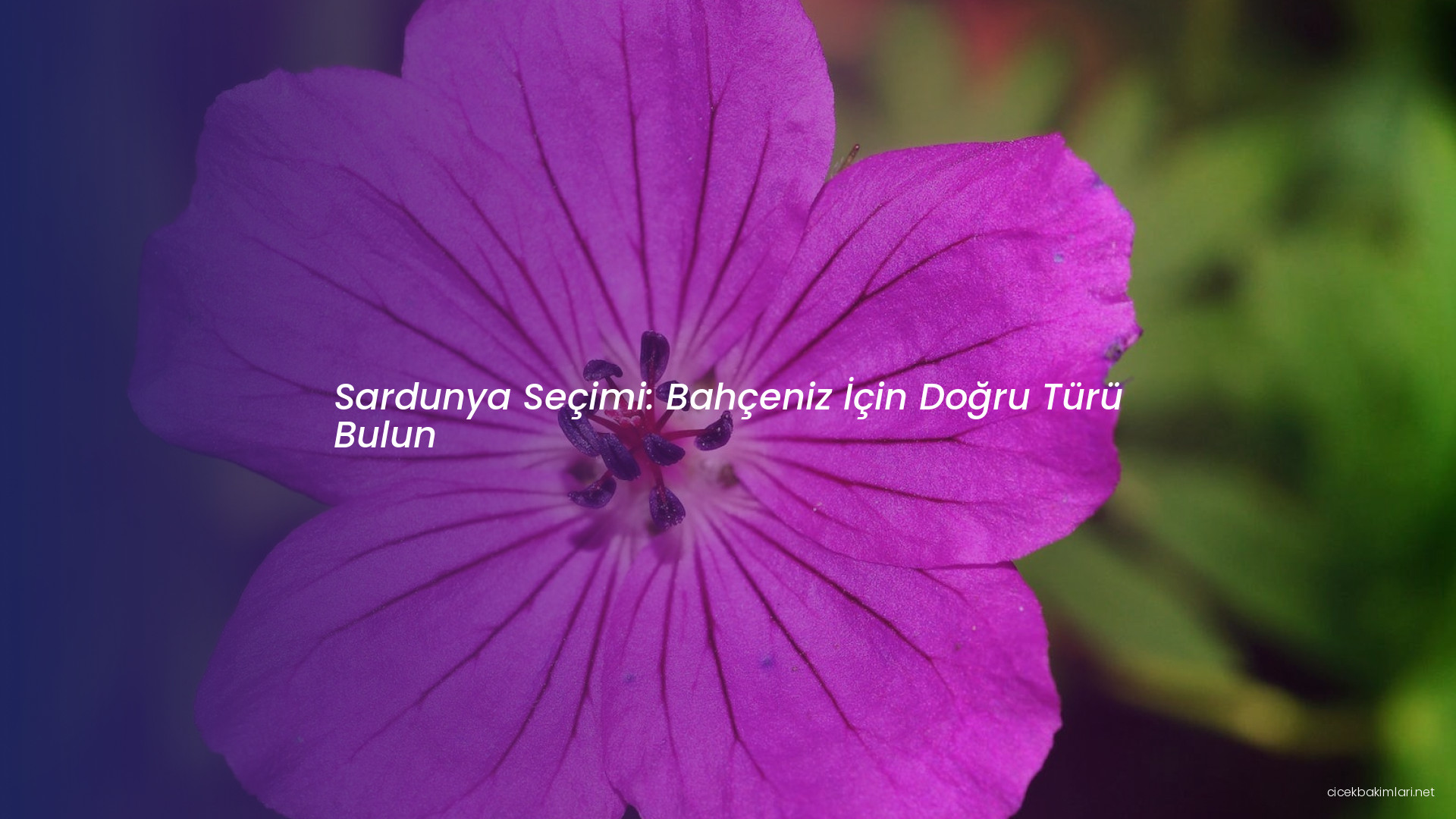 Sardunya Seçimi: Bahçeniz İçin Doğru Türü Bulun