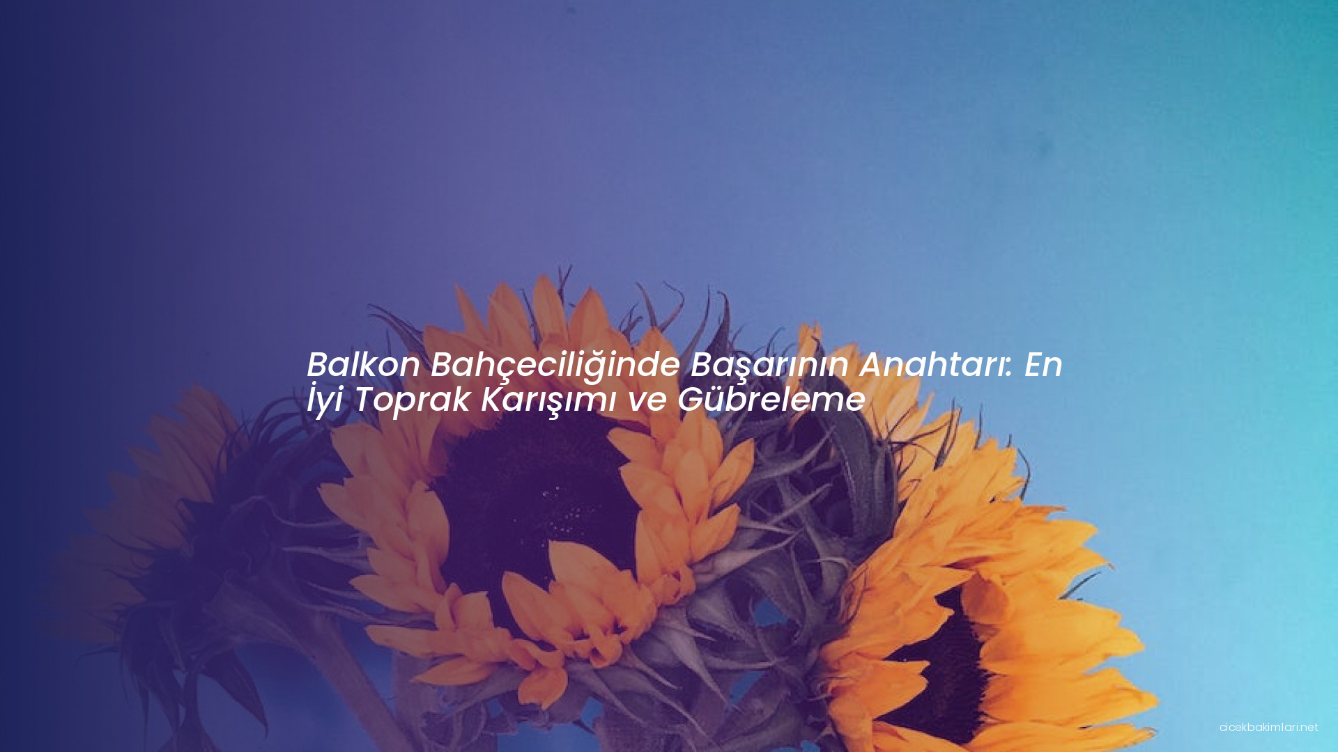 Balkon Bahçeciliğinde Başarının Anahtarı: En İyi Toprak Karışımı ve Gübreleme