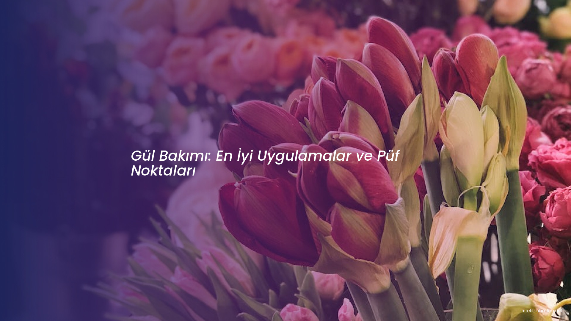 Gül Bakımı: En İyi Uygulamalar ve Püf Noktaları