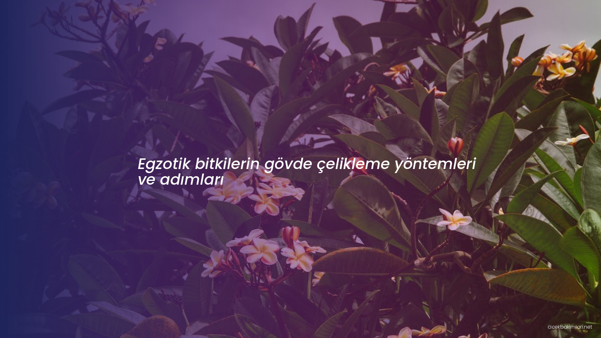 Egzotik bitkilerin gövde çelikleme yöntemleri ve adımları