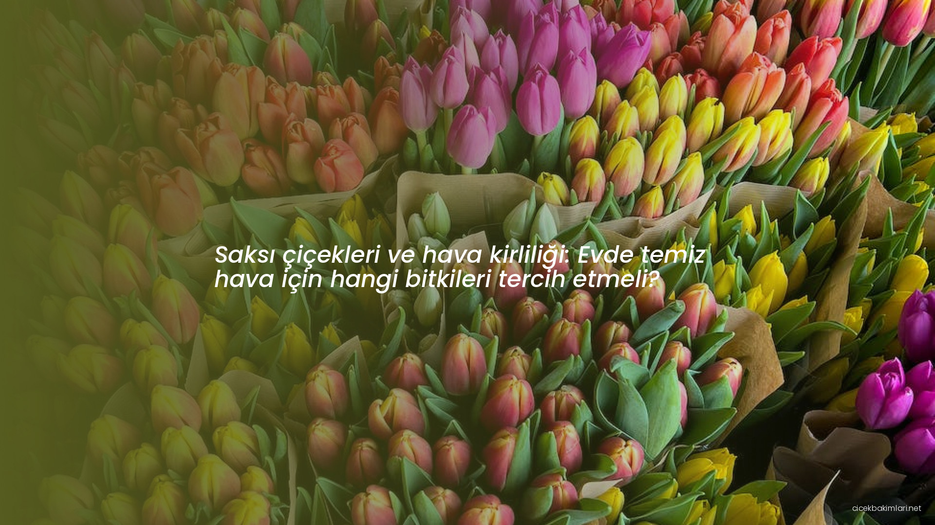 Saksı çiçekleri ve hava kirliliği: Evde temiz hava için hangi bitkileri tercih etmeli?