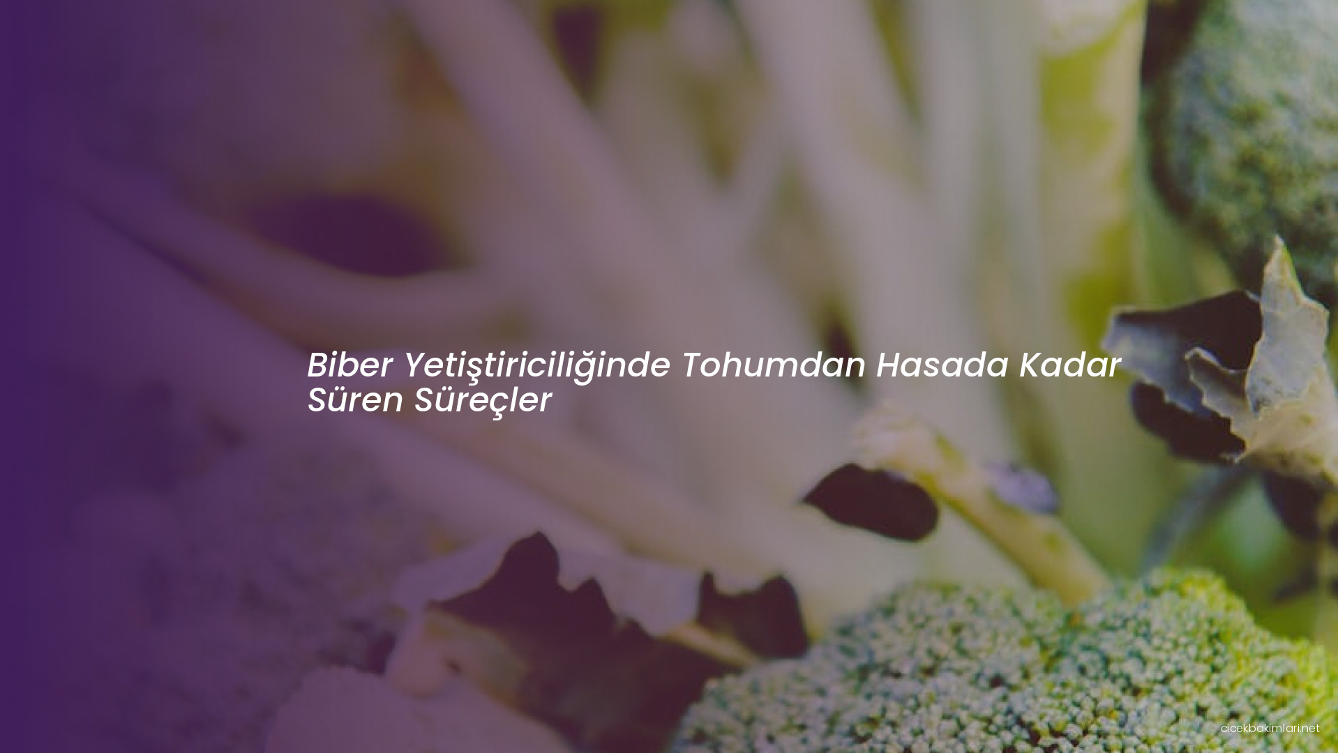 Biber Yetiştiriciliğinde Tohumdan Hasada Kadar Süren Süreçler