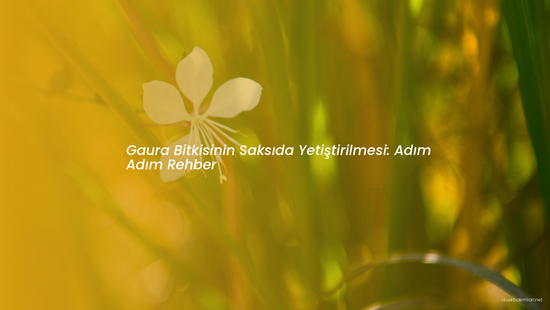 Gaura Bitkisinin Saksıda Yetiştirilmesi: Adım Adım Rehber