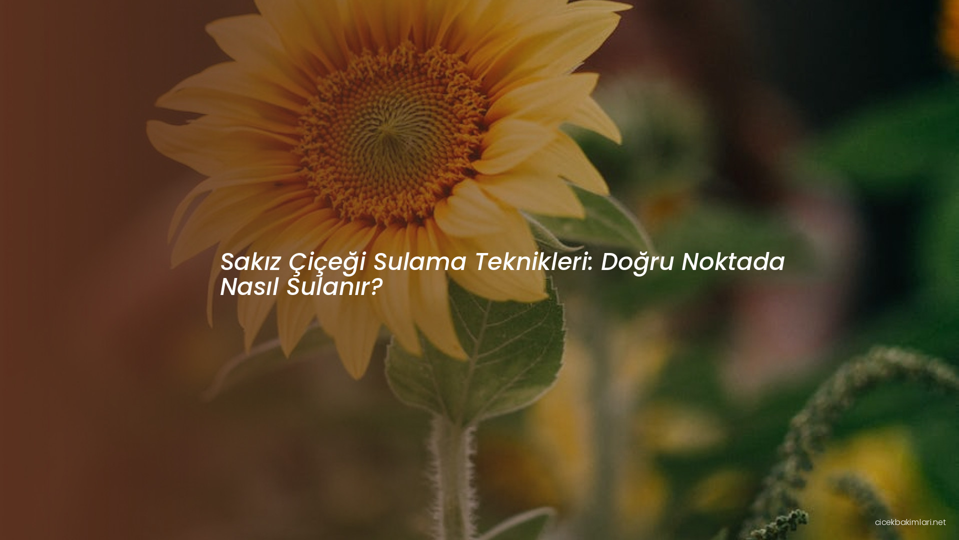 Sakız Çiçeği Sulama Teknikleri: Doğru Noktada Nasıl Sulanır?