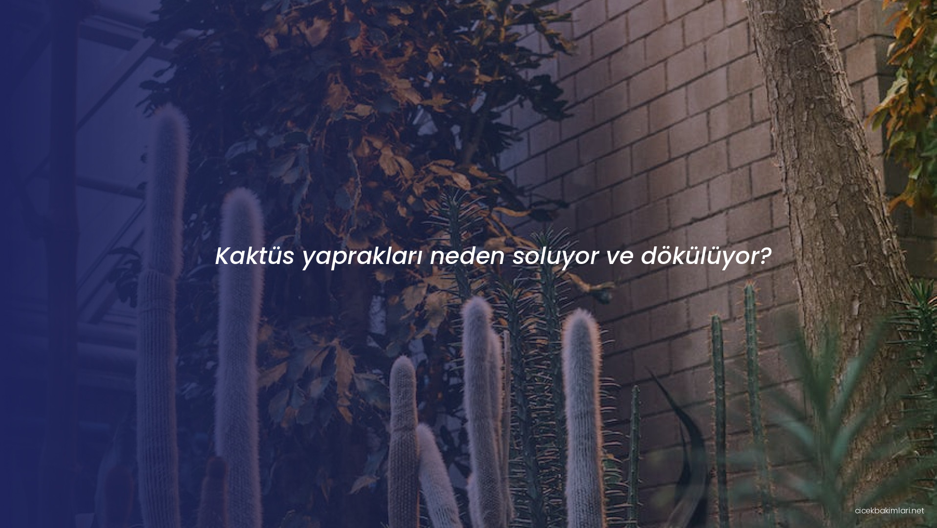 Kaktüs yaprakları neden soluyor ve dökülüyor?