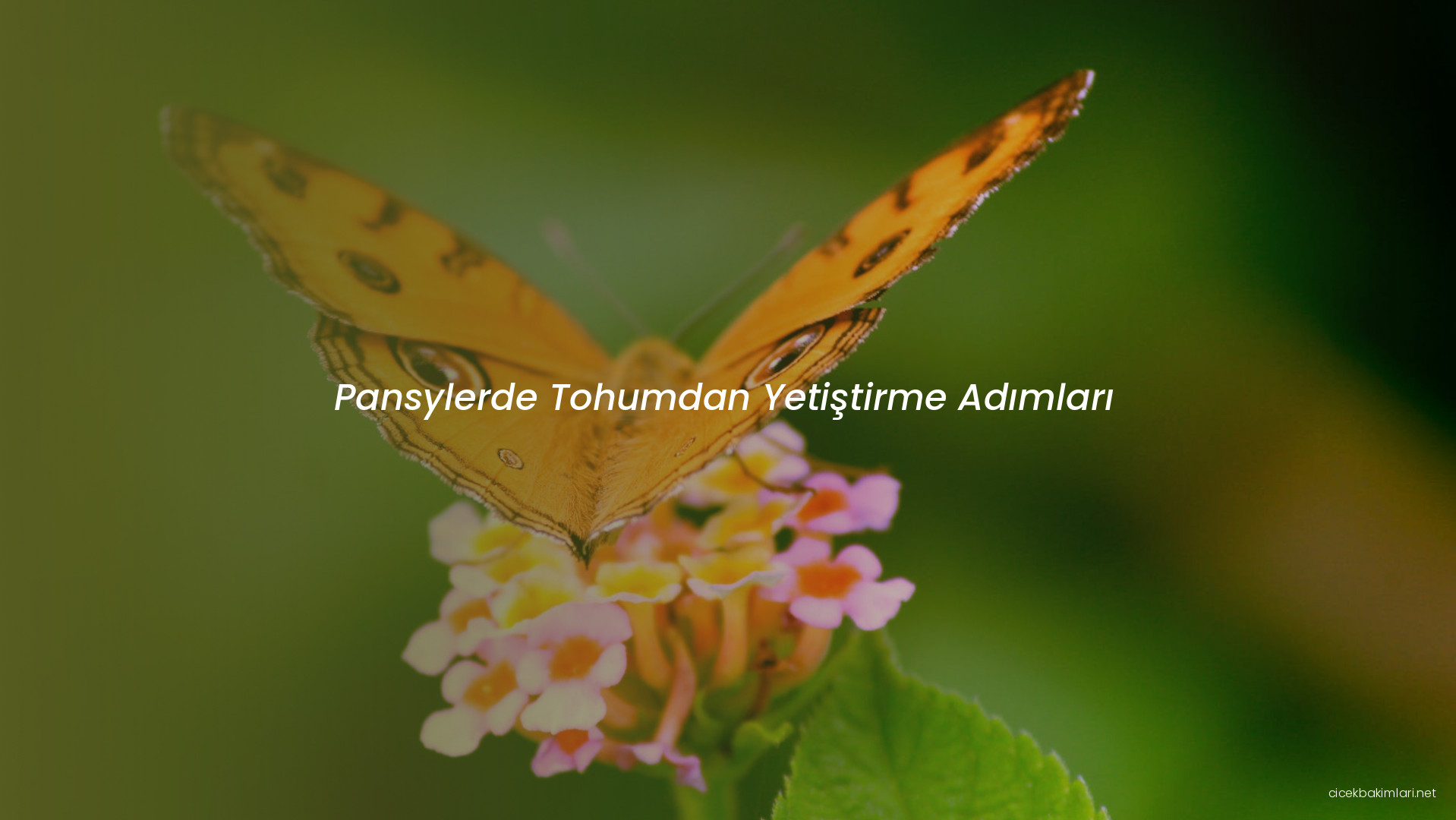 Pansylerde Tohumdan Yetiştirme Adımları