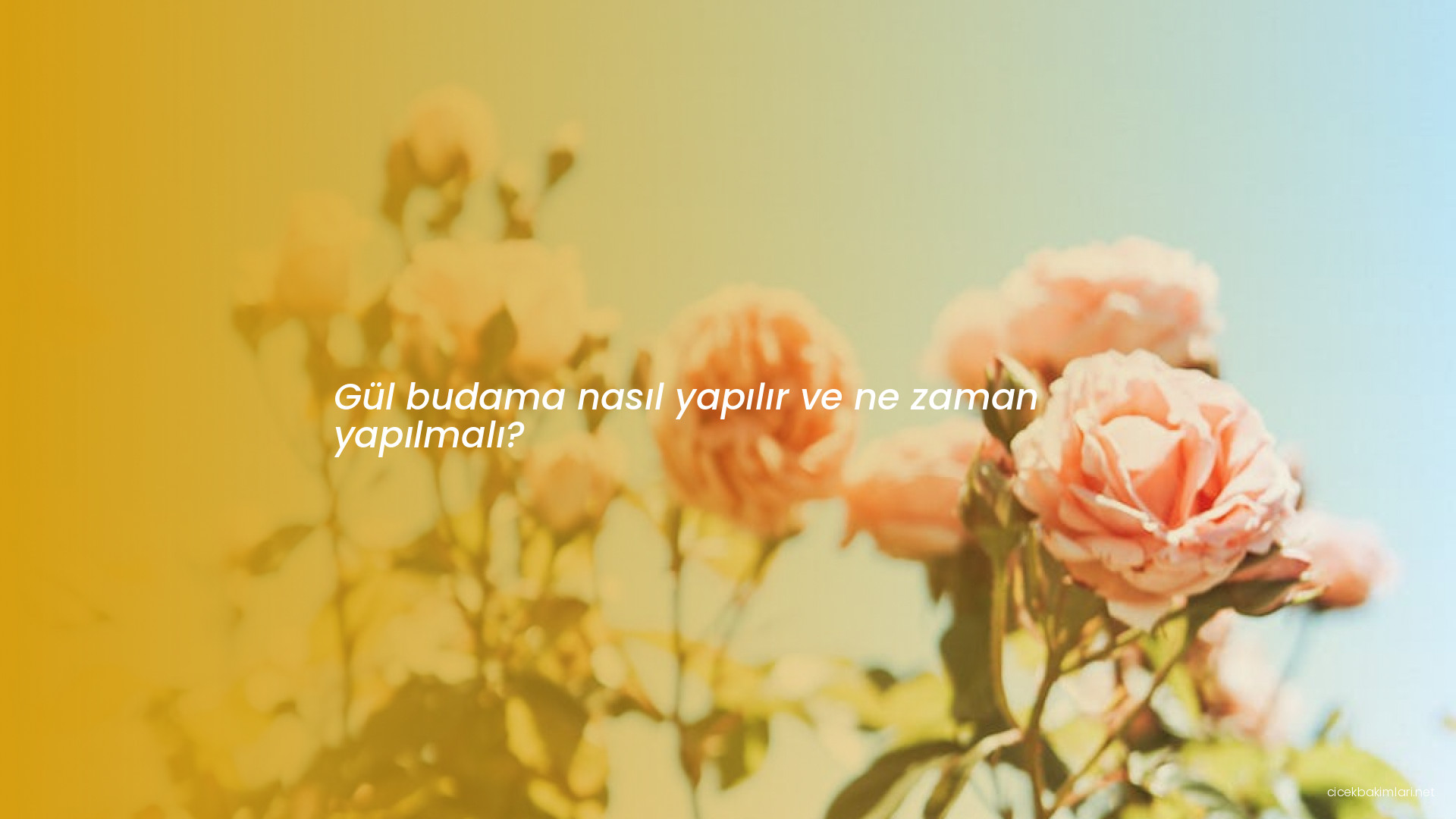 Gül budama nasıl yapılır ve ne zaman yapılmalı?