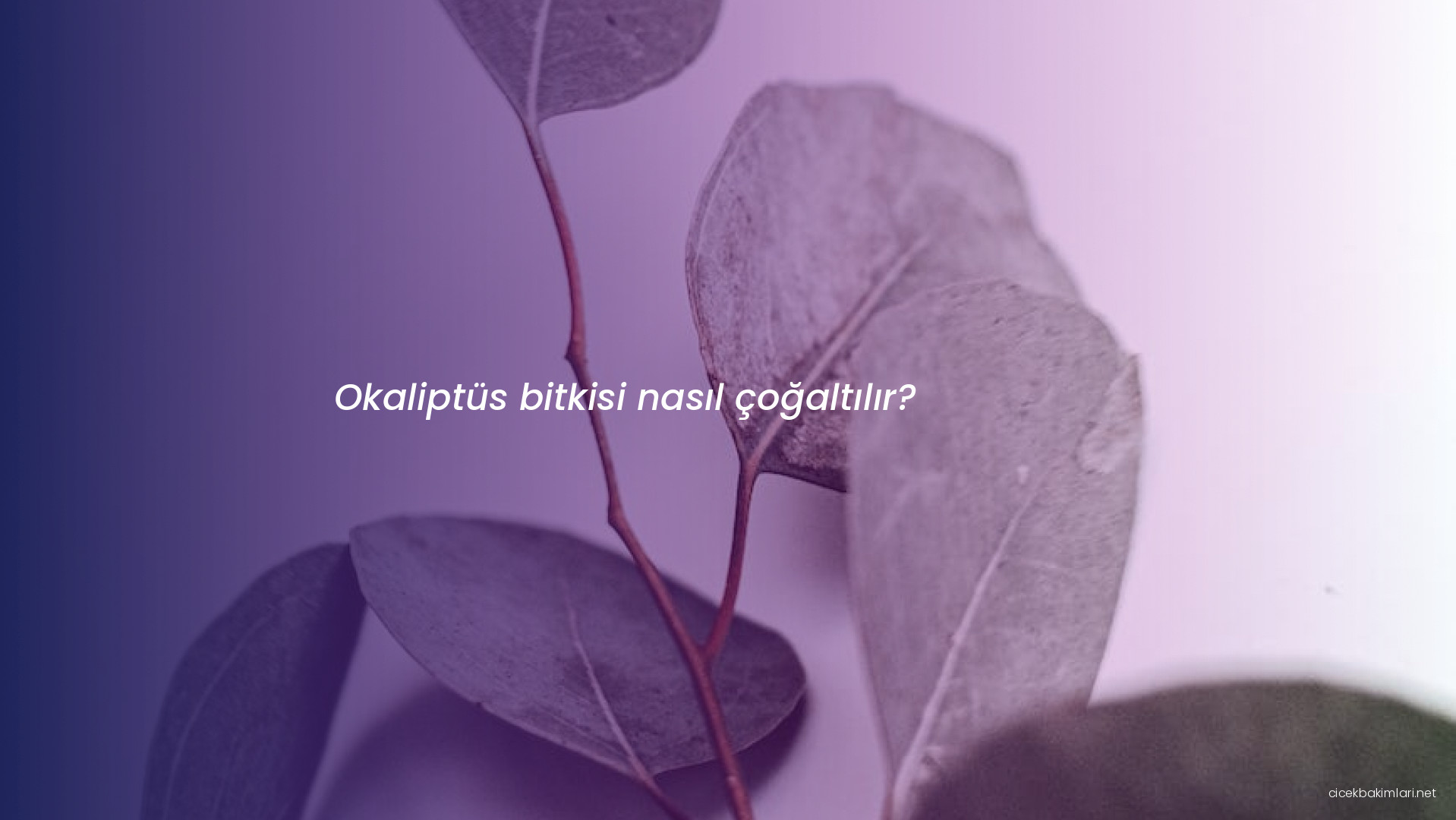 Okaliptüs bitkisi nasıl çoğaltılır?
