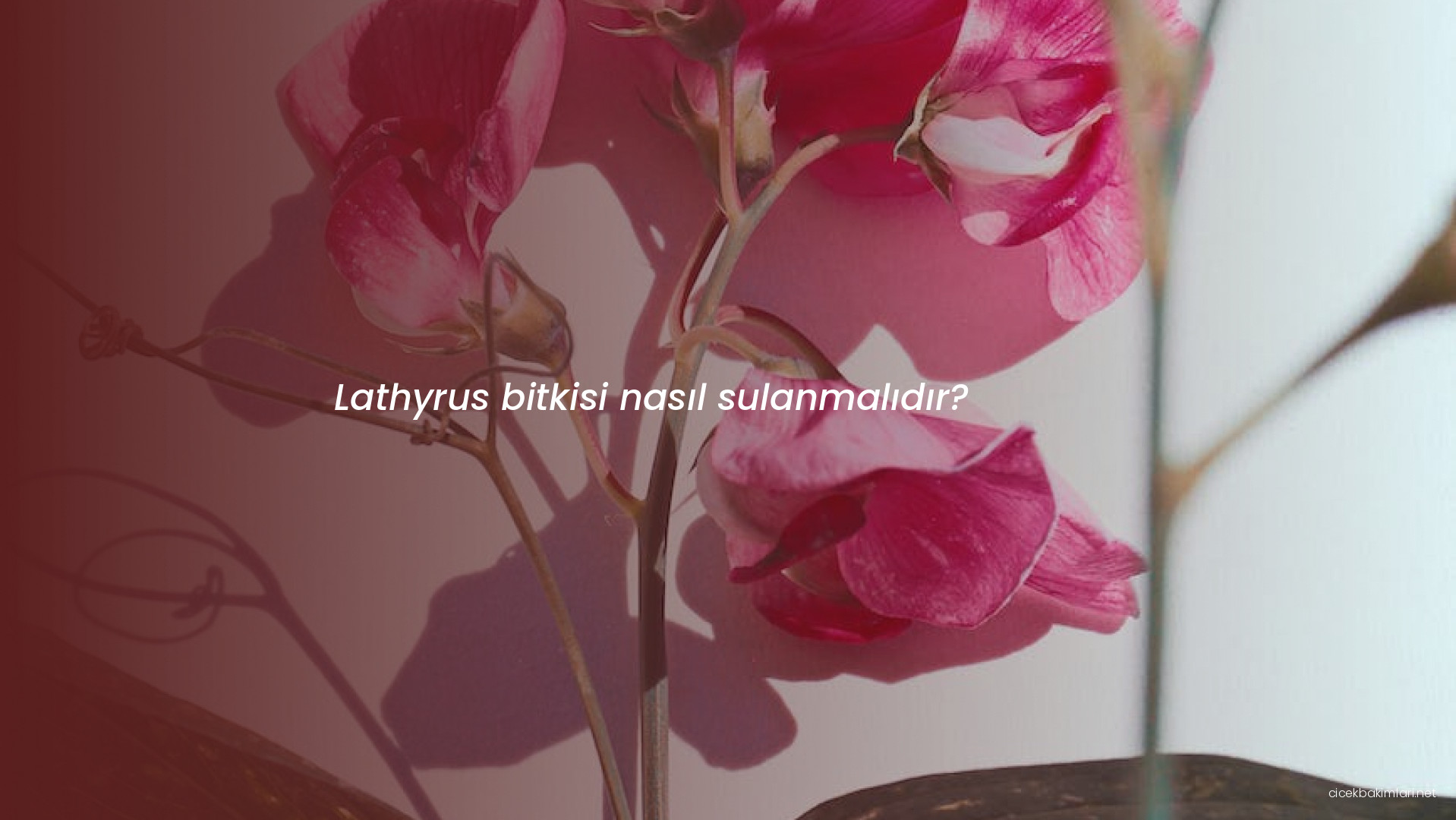 Lathyrus bitkisi nasıl sulanmalıdır?