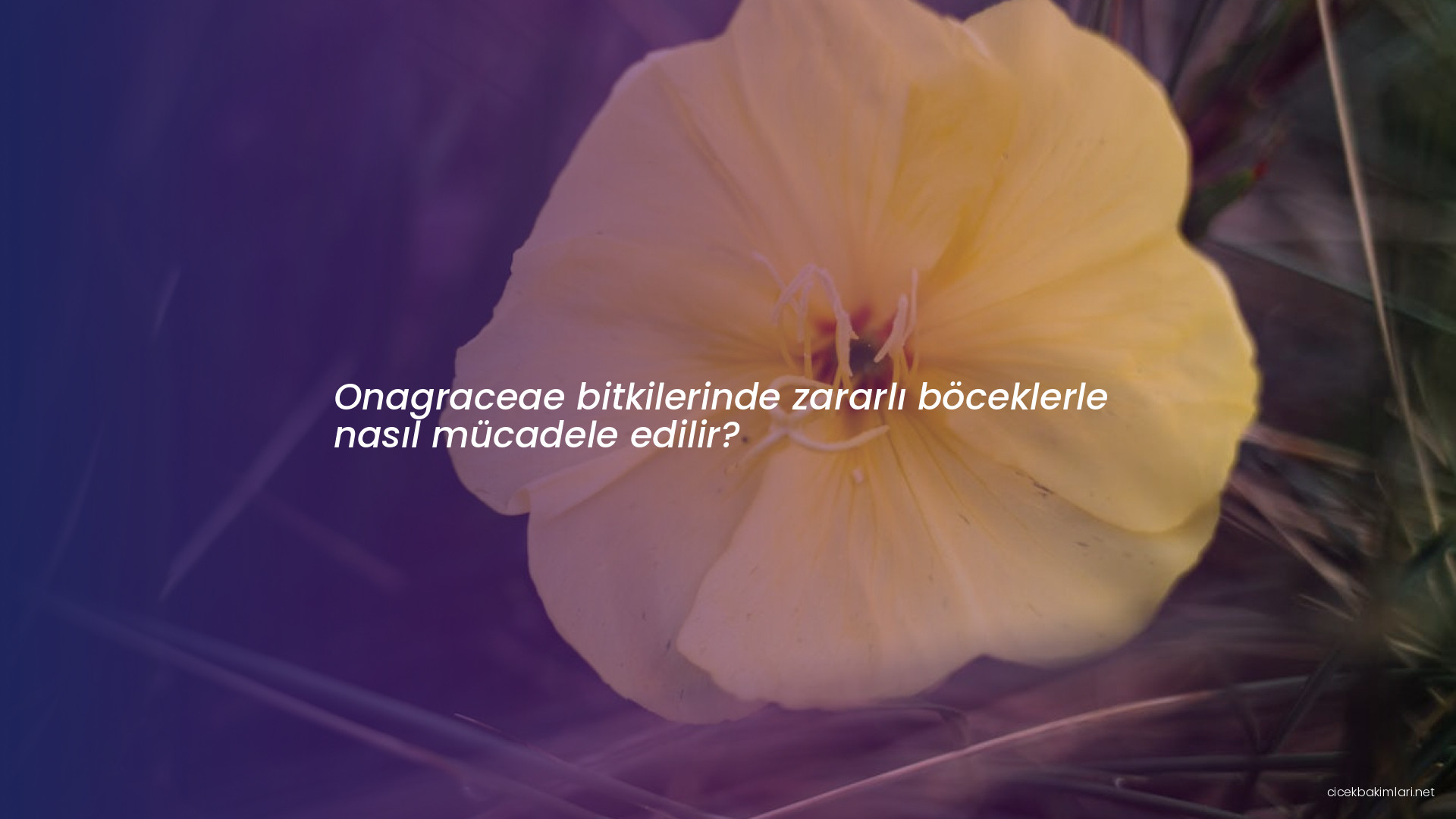 Onagraceae bitkilerinde zararlı böceklerle nasıl mücadele edilir?