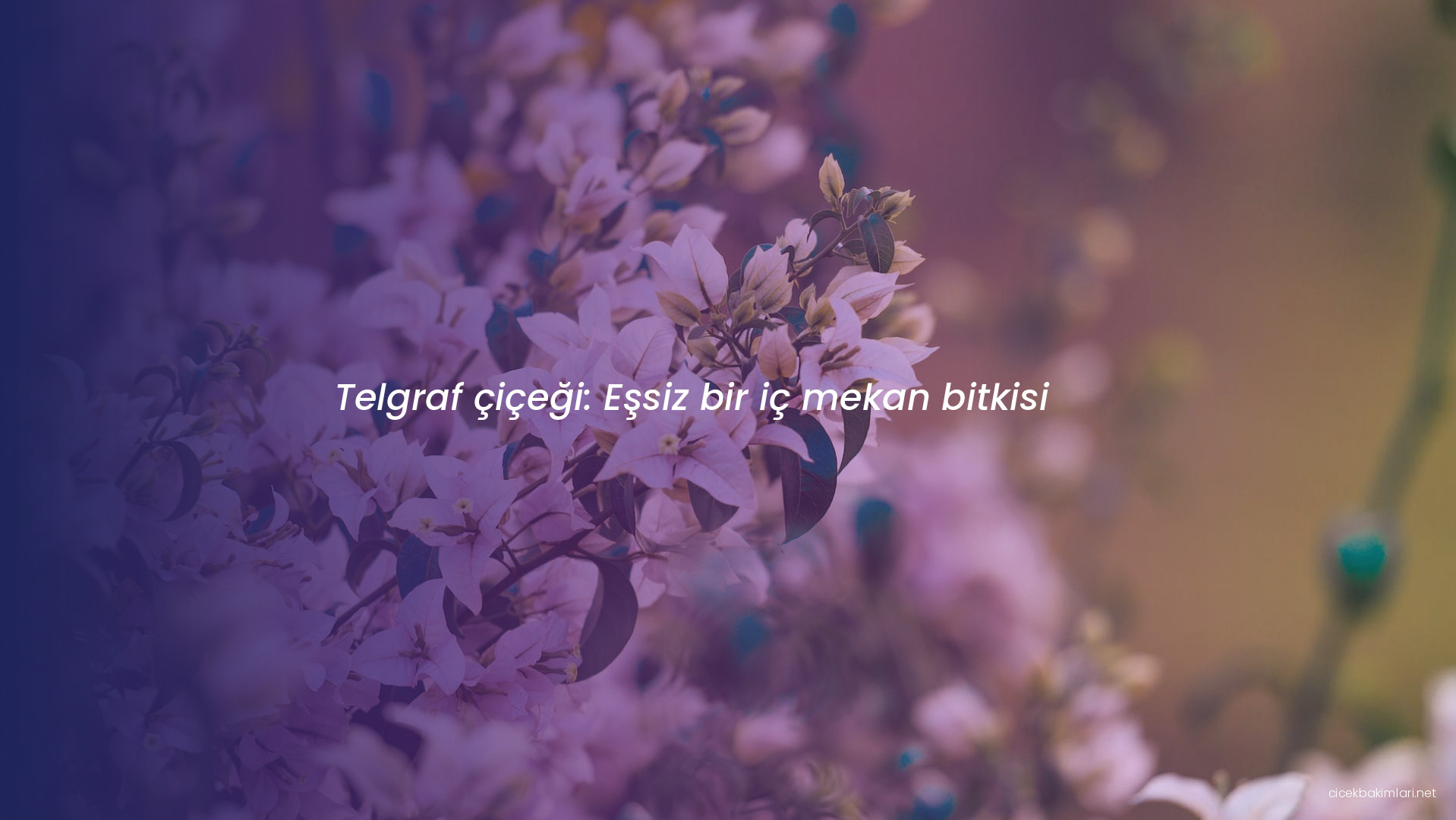 Telgraf çiçeği: Eşsiz bir iç mekan bitkisi