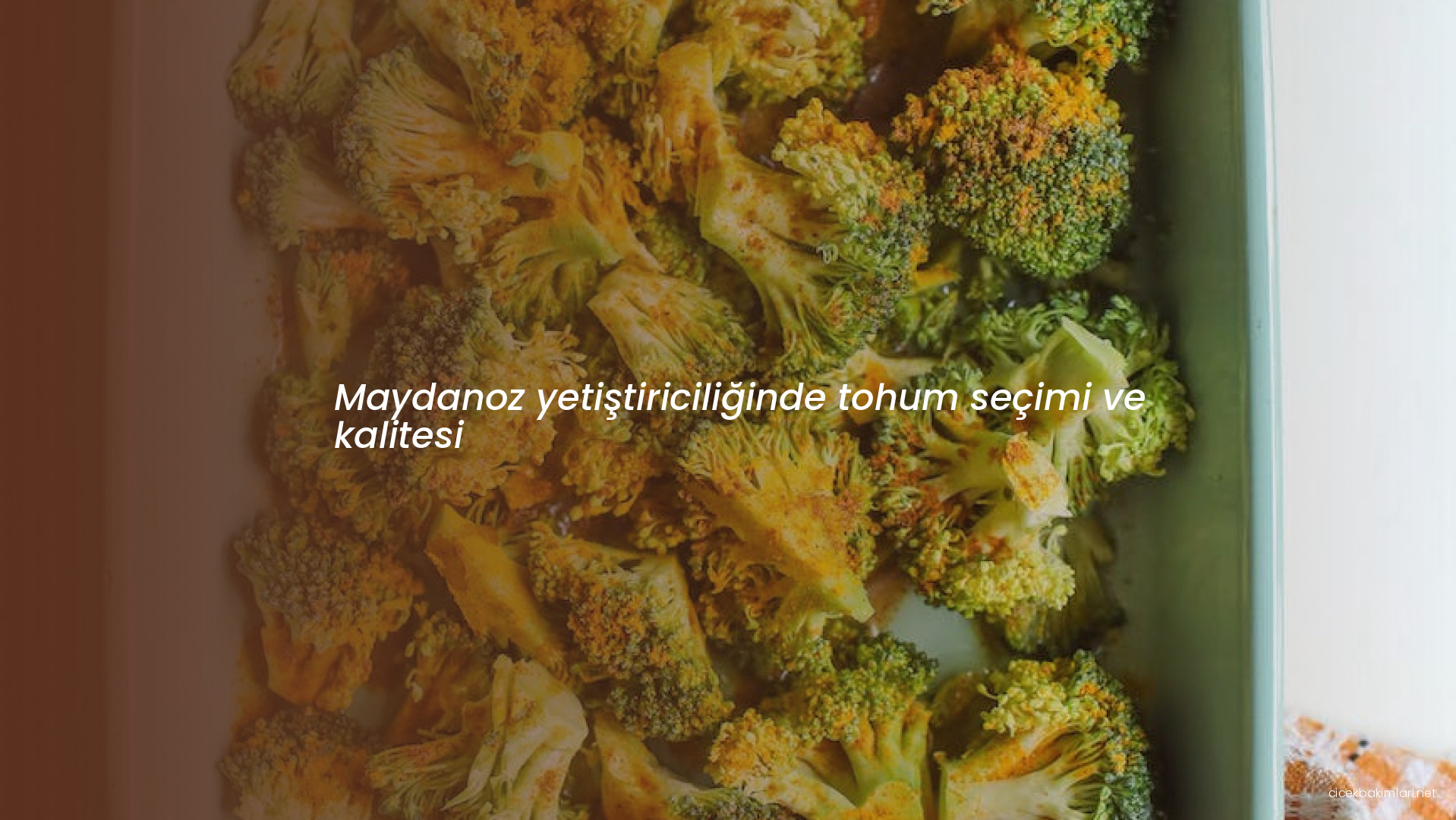 Maydanoz yetiştiriciliğinde tohum seçimi ve kalitesi