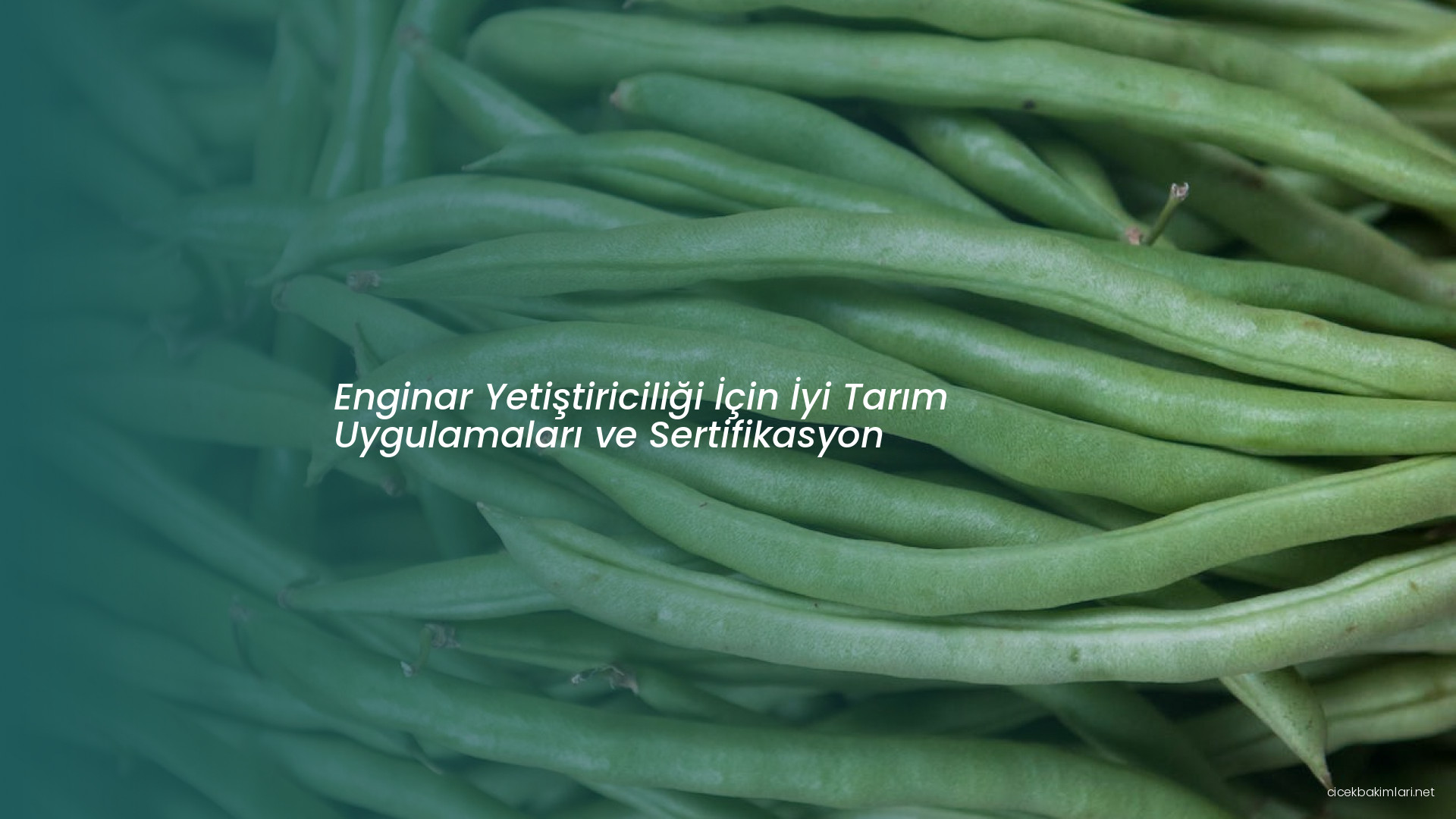 Enginar Yetiştiriciliği İçin İyi Tarım Uygulamaları ve Sertifikasyon