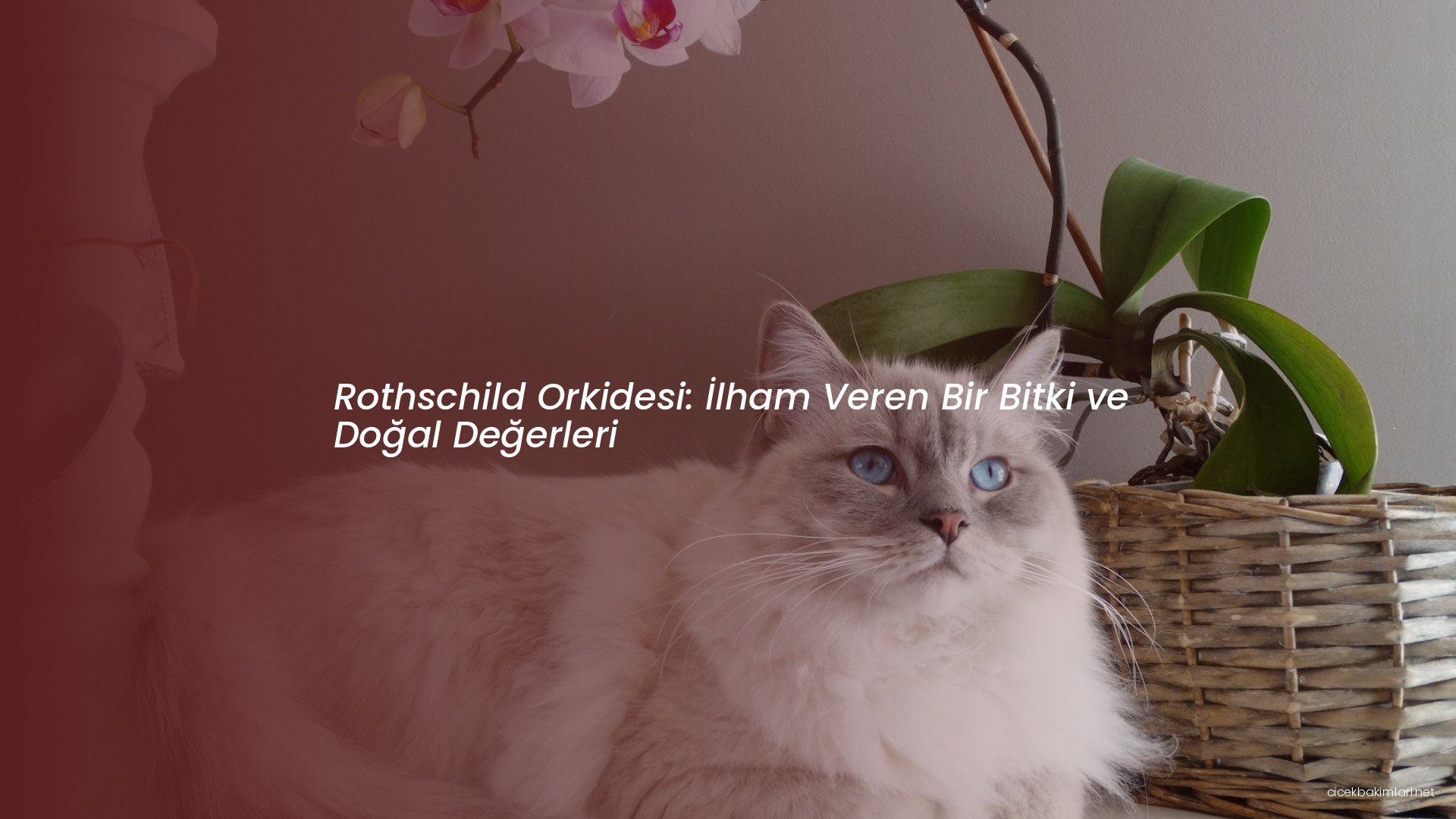 Rothschild Orkidesi: İlham Veren Bir Bitki ve Doğal Değerleri