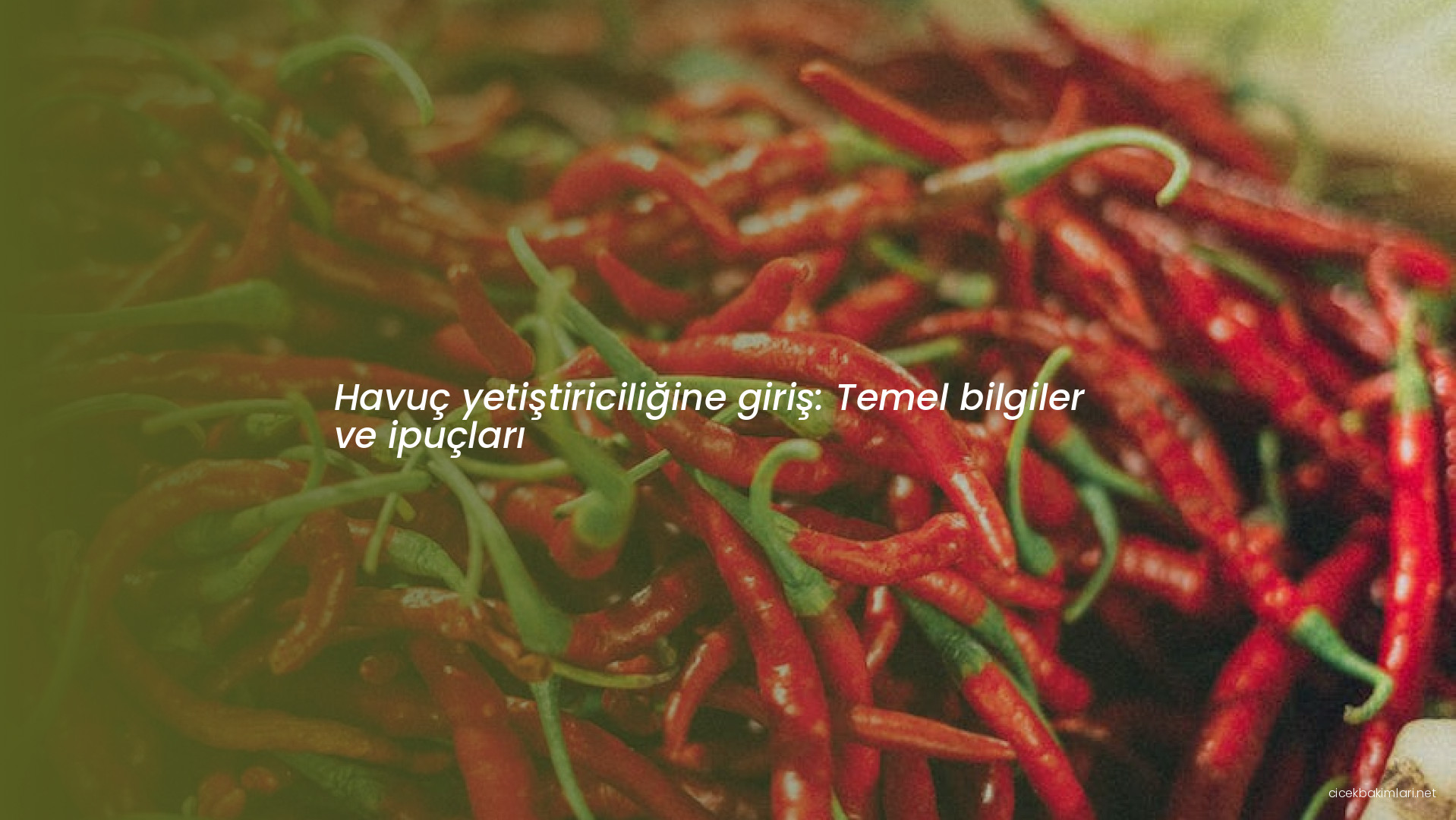 Havuç yetiştiriciliğine giriş: Temel bilgiler ve ipuçları