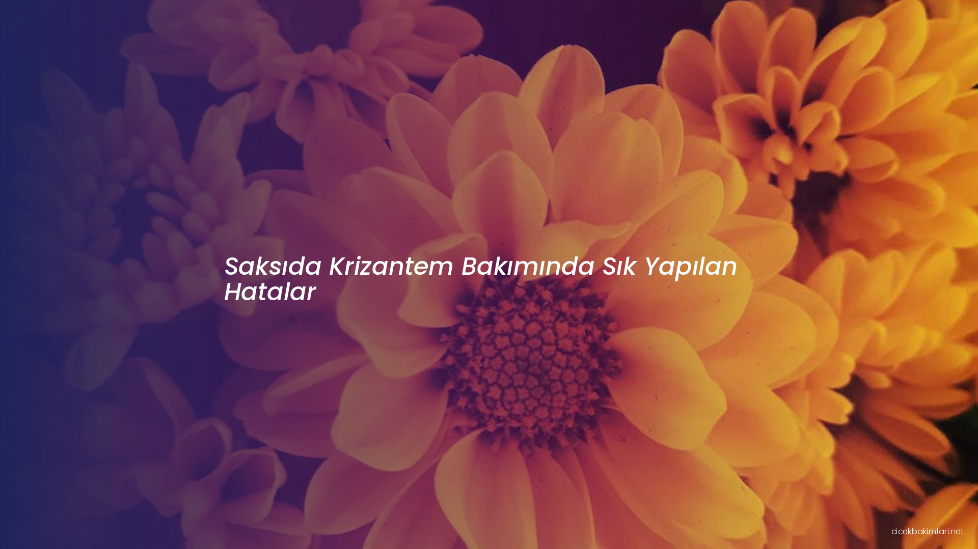 Saksıda Krizantem Bakımında Sık Yapılan Hatalar