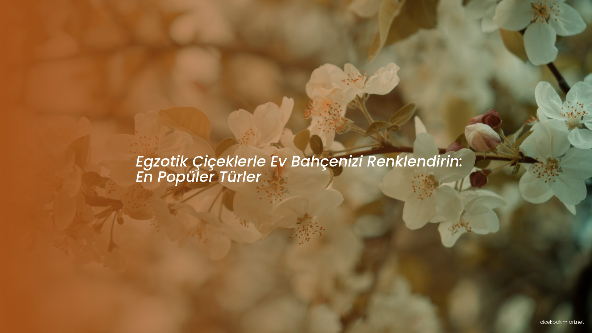 Egzotik Çiçeklerle Ev Bahçenizi Renklendirin: En Popüler Türler