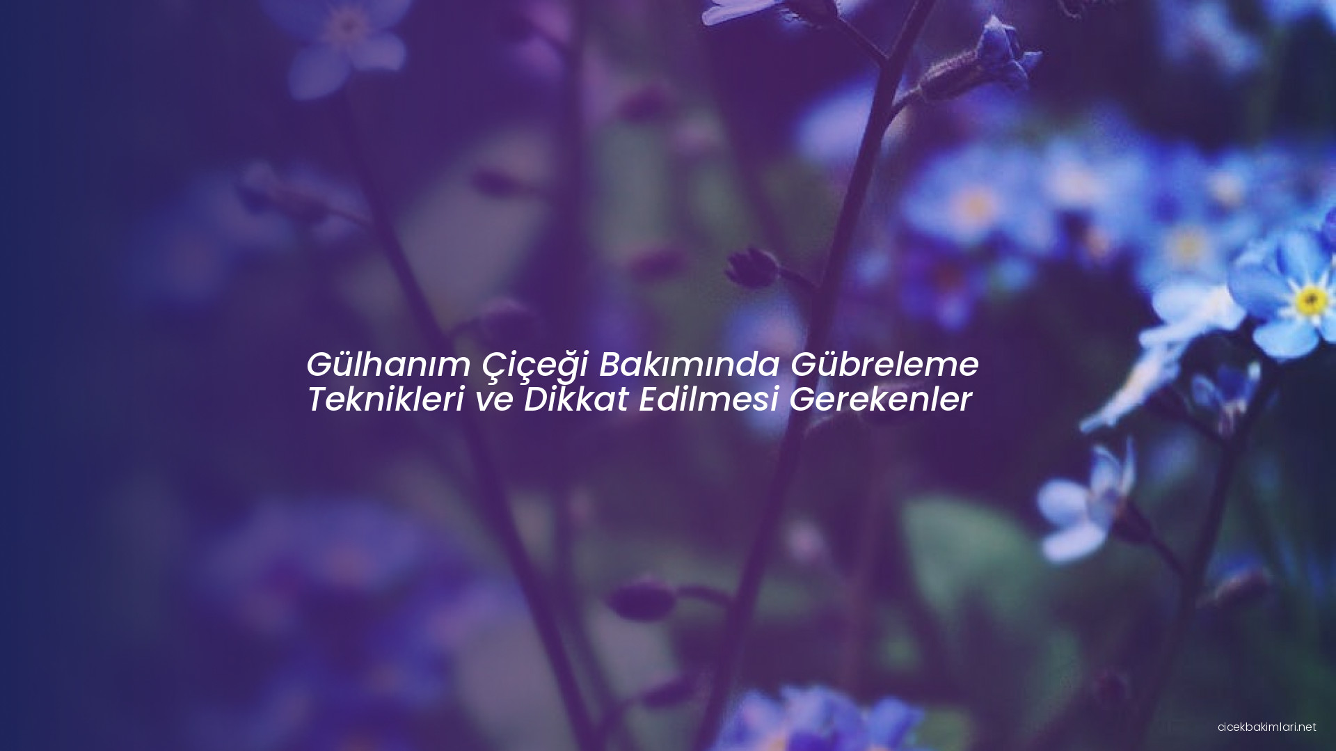 Gülhanım Çiçeği Bakımında Gübreleme Teknikleri ve Dikkat Edilmesi Gerekenler