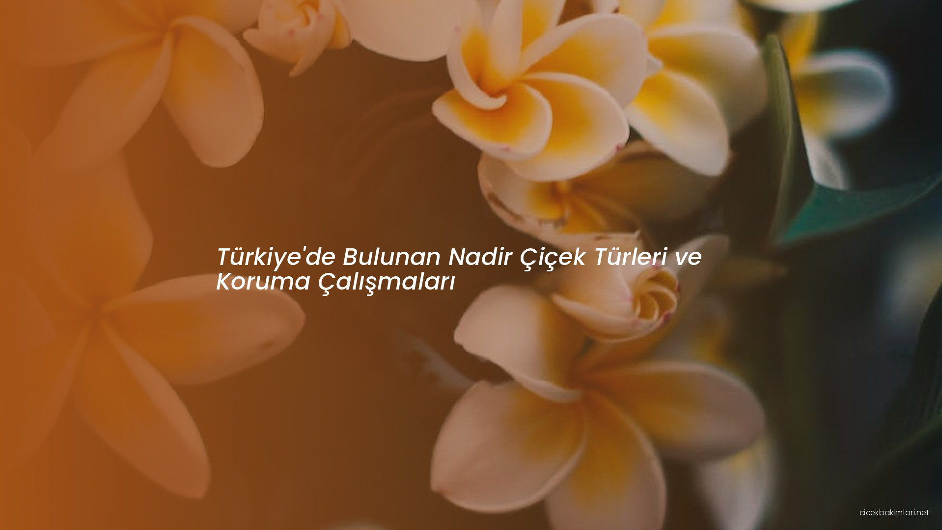 Türkiye'de Bulunan Nadir Çiçek Türleri ve Koruma Çalışmaları