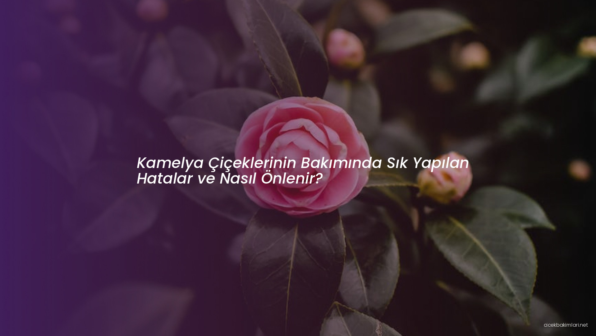 Kamelya Çiçeklerinin Bakımında Sık Yapılan Hatalar ve Nasıl Önlenir?