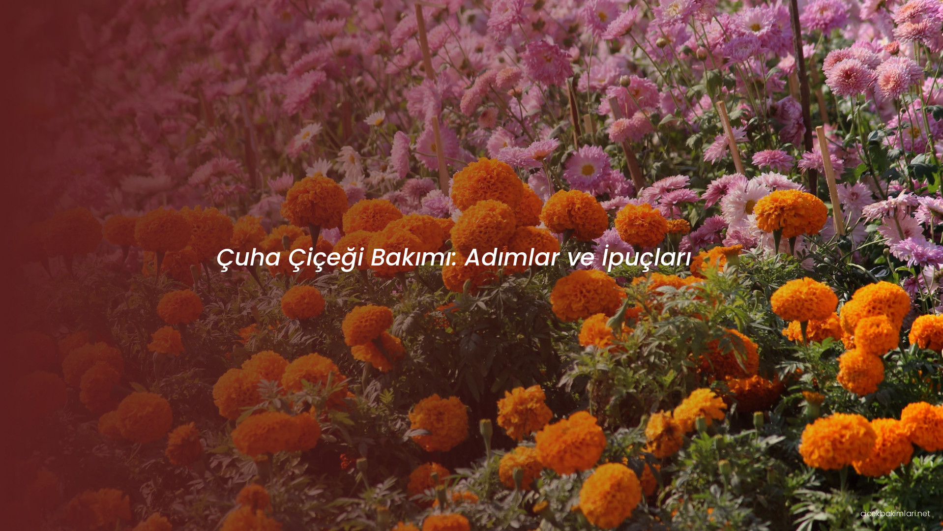 Çuha Çiçeği Bakımı: Adımlar ve İpuçları